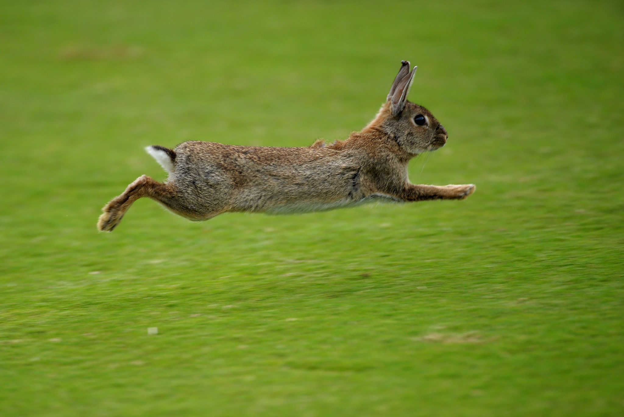Useful Tips To Help You Arrest The Rabbit | The Best And Most ...