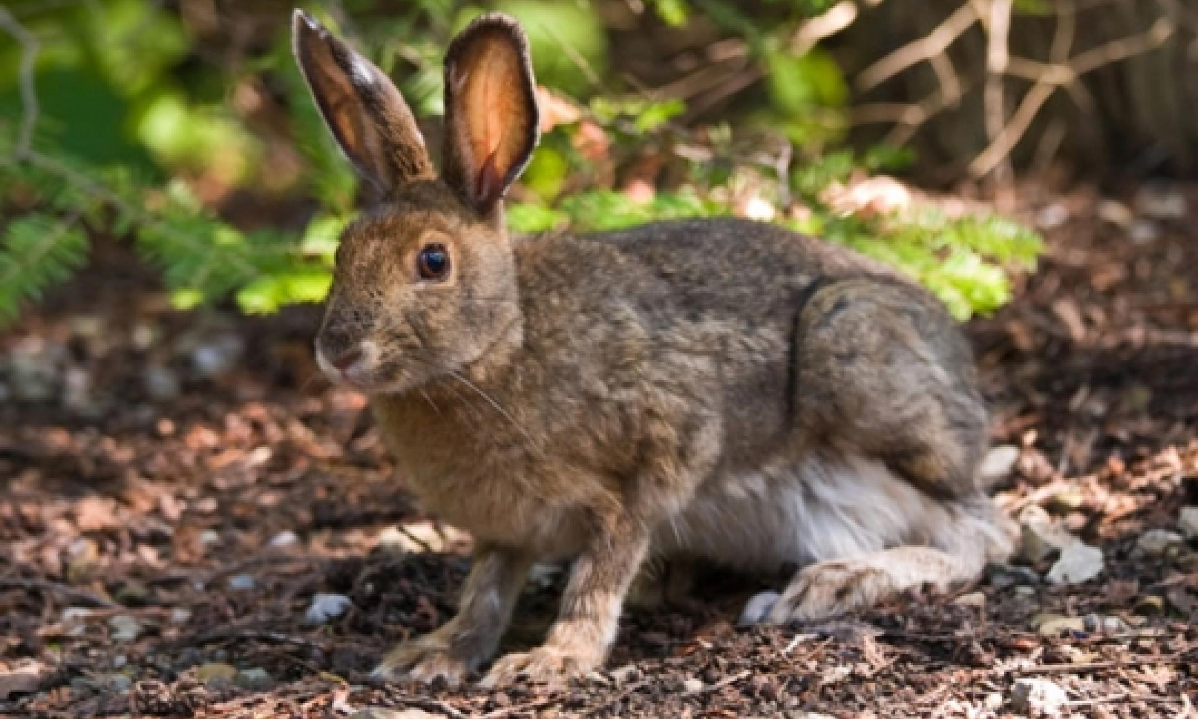 Rabbit Tracks and Sign | Wilderness Awareness School