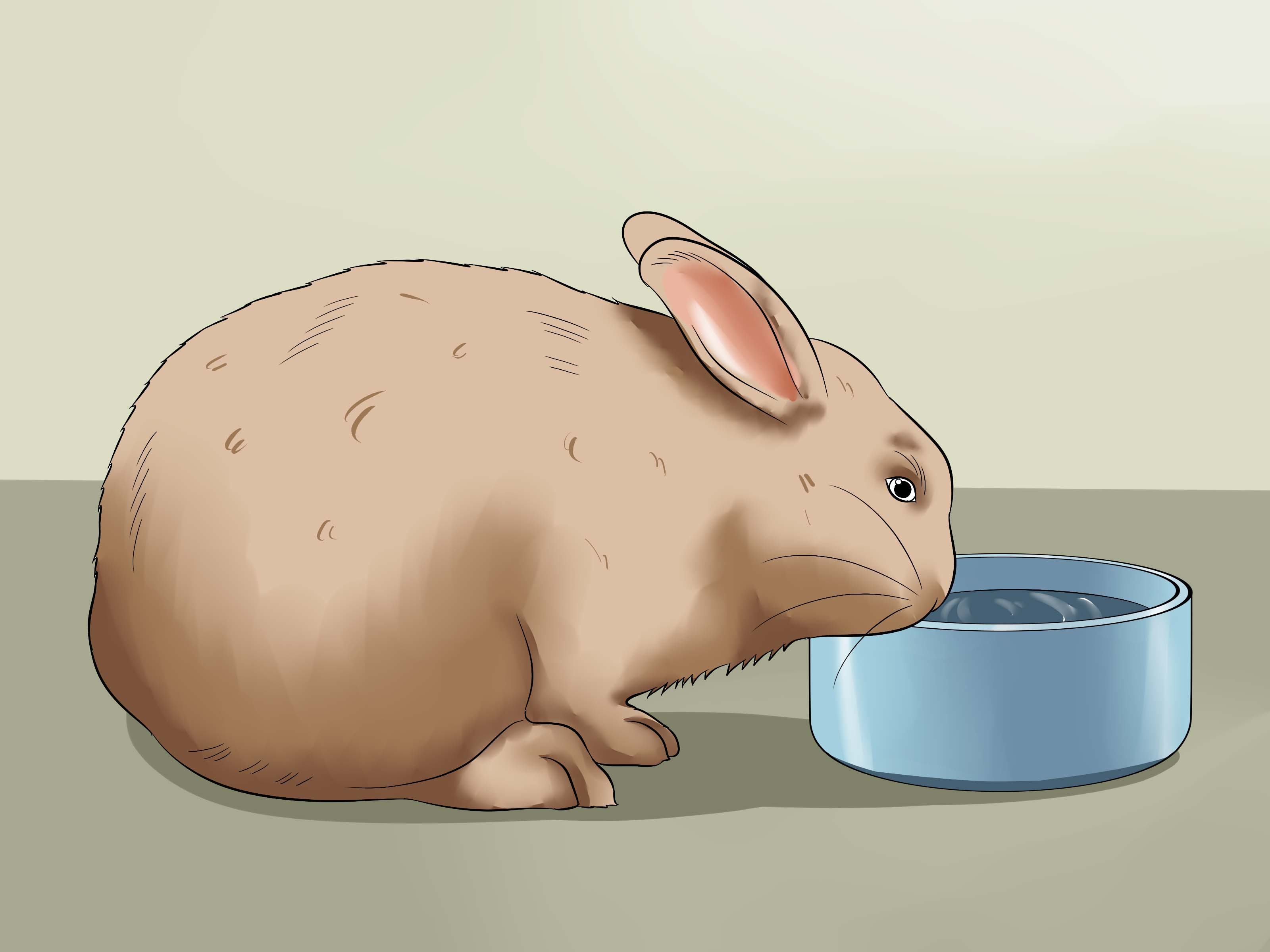 How to Feed a House Rabbit: 10 Steps (with Pictures) - wikiHow