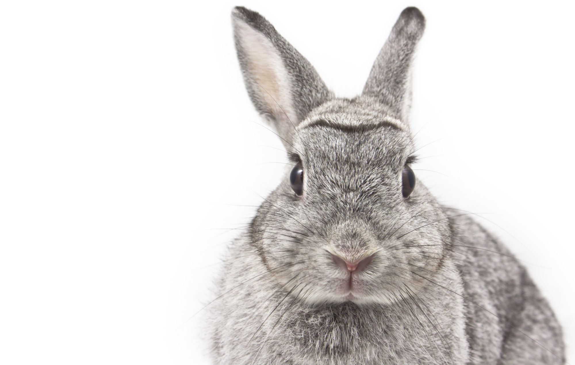 Quant Rabbit – Translating business requirements into market leading ...