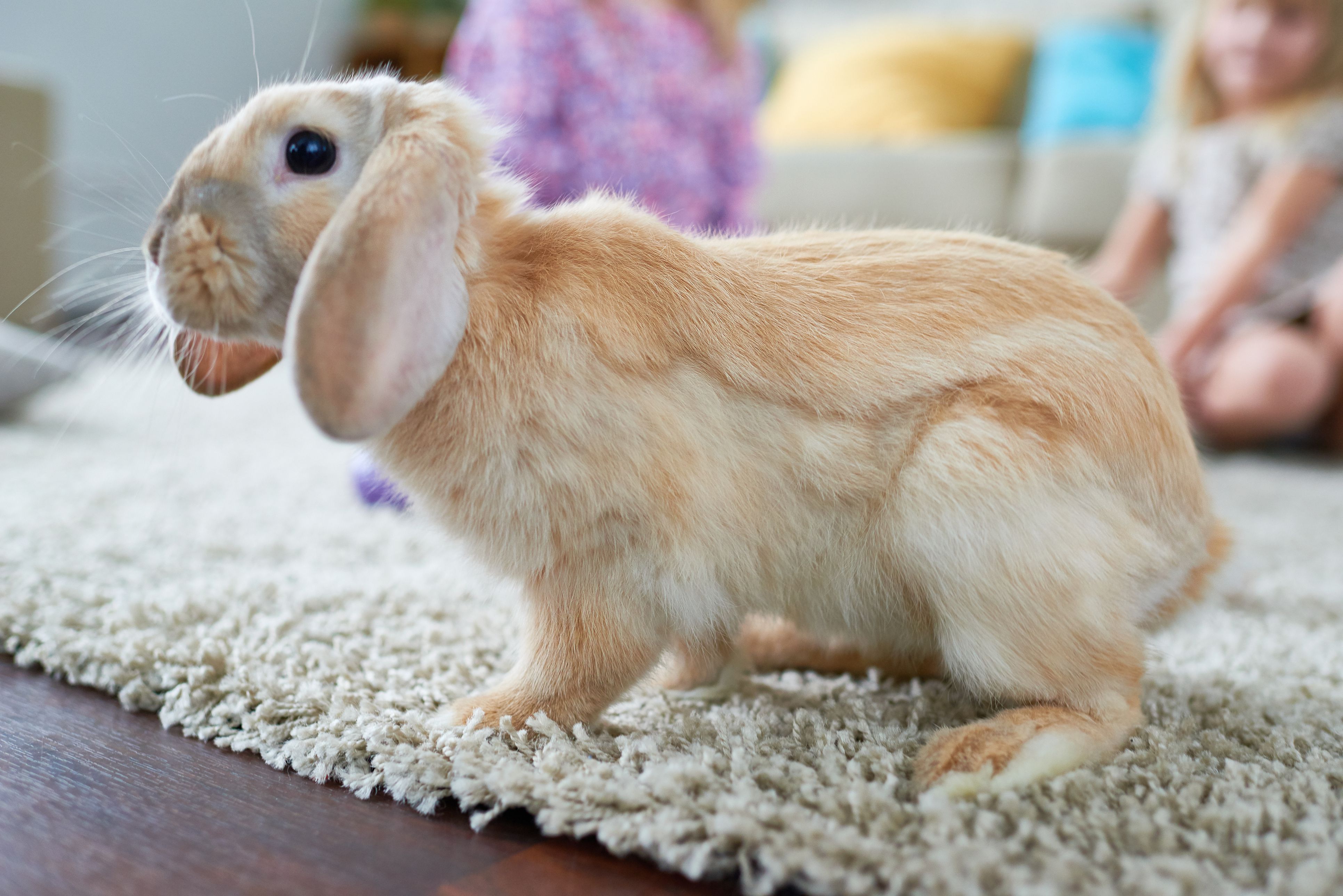 Training Rabbits to Stop Digging up the Carpet