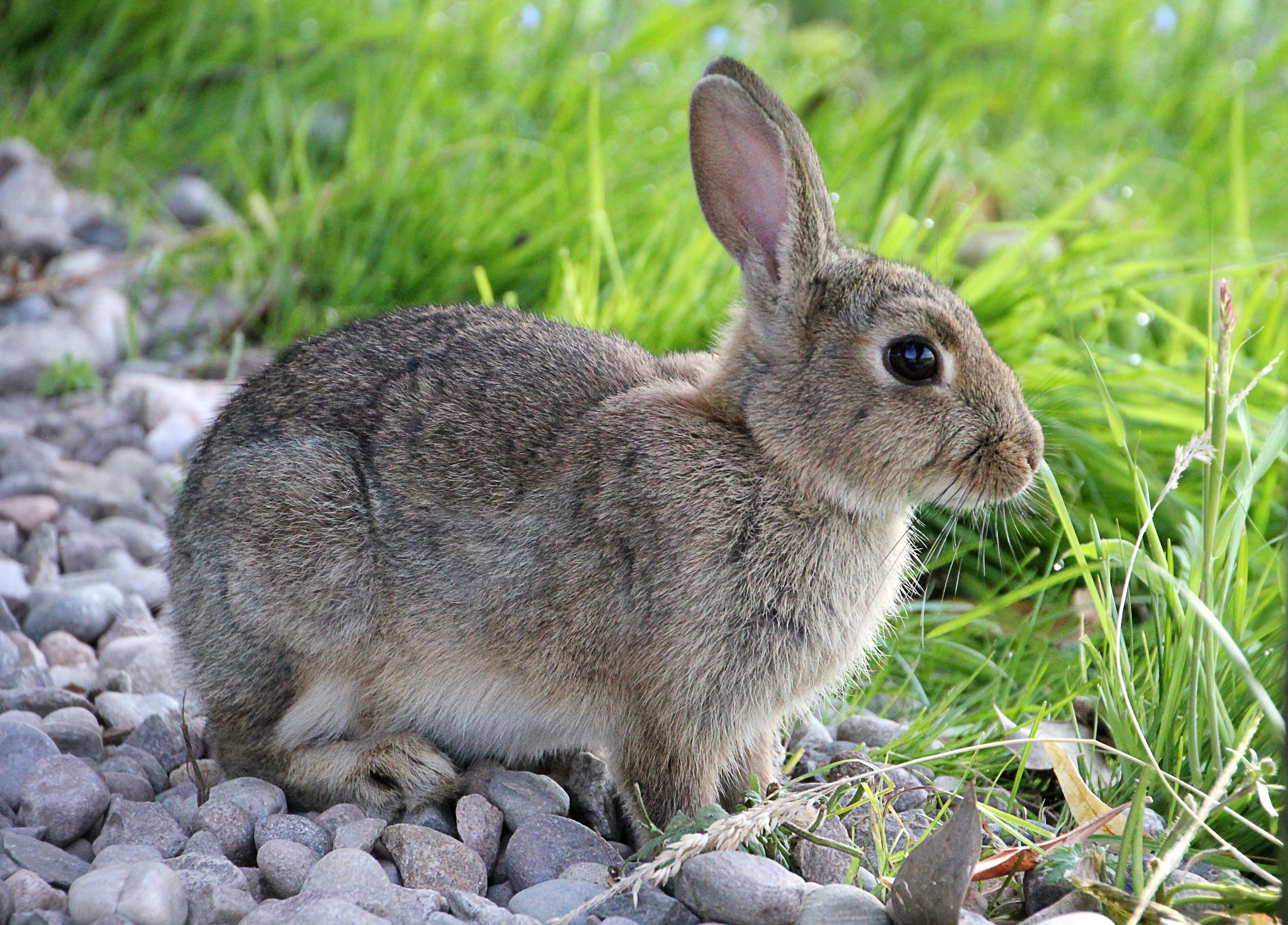 Fast facts: rabbits and hares of North America | Welcome Wildlife