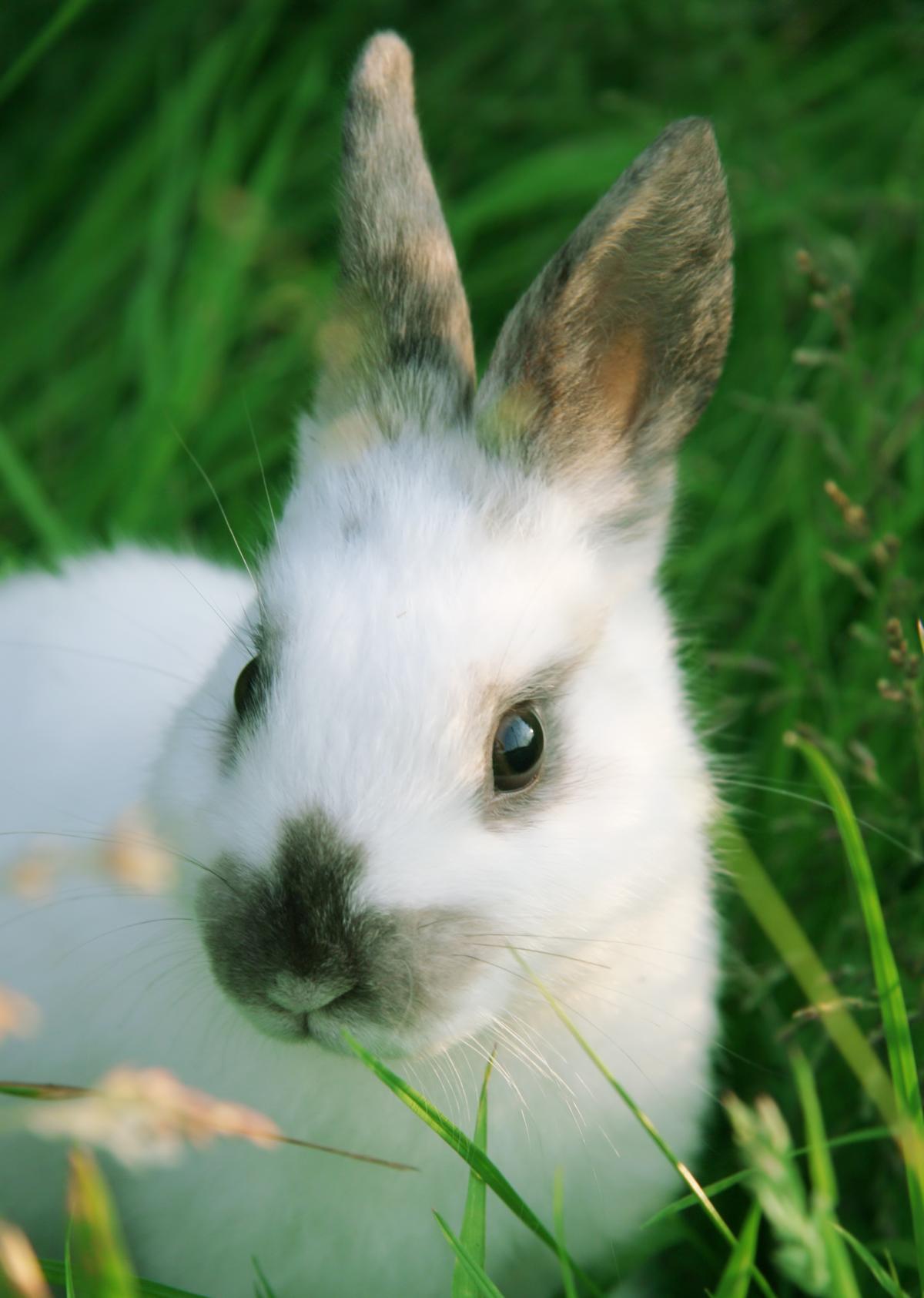 Curiously Cute Facts About the Rex Rabbit Breed