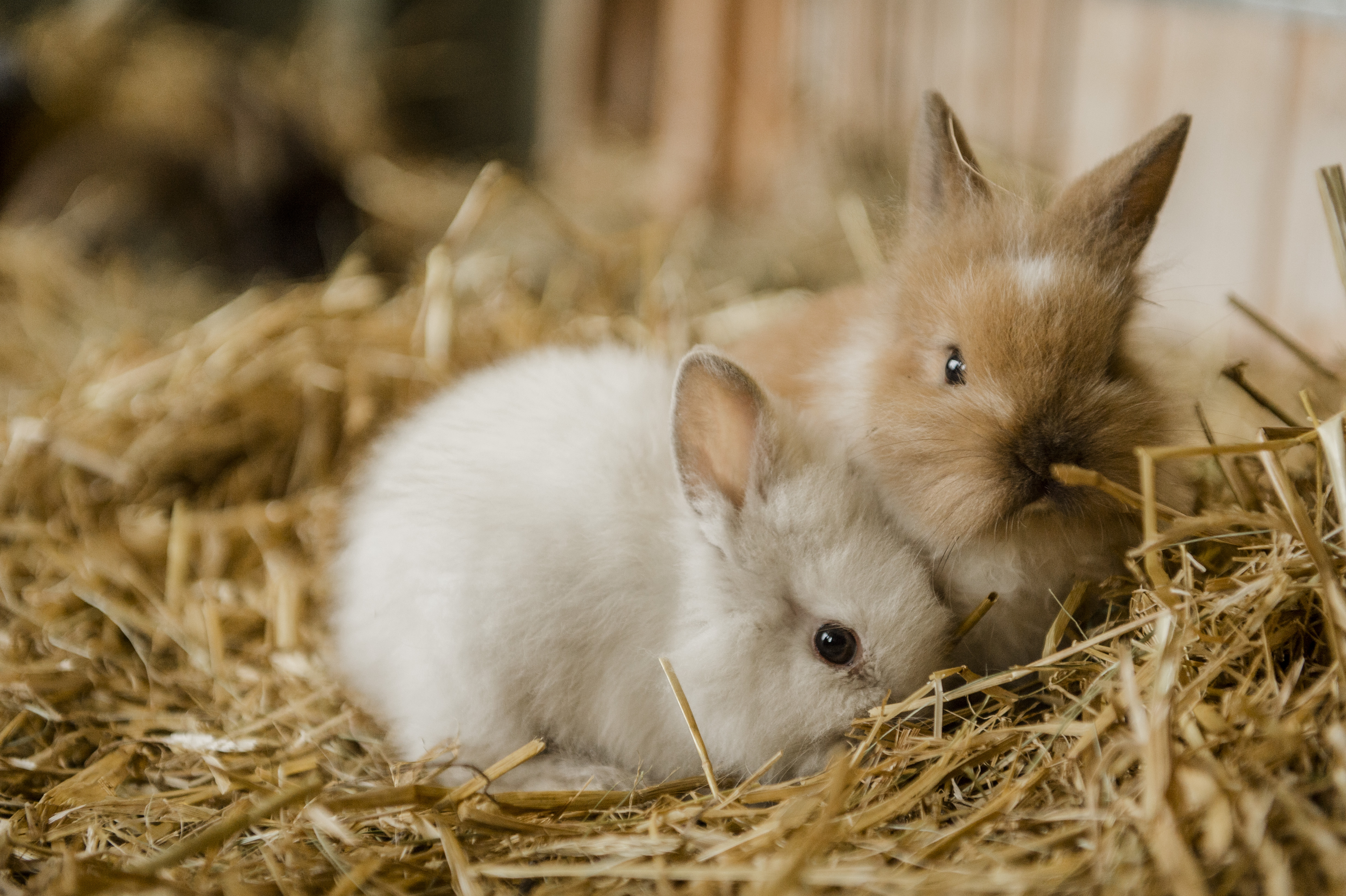 Rabbits and fireworks – How to keep your bunny happy during ...