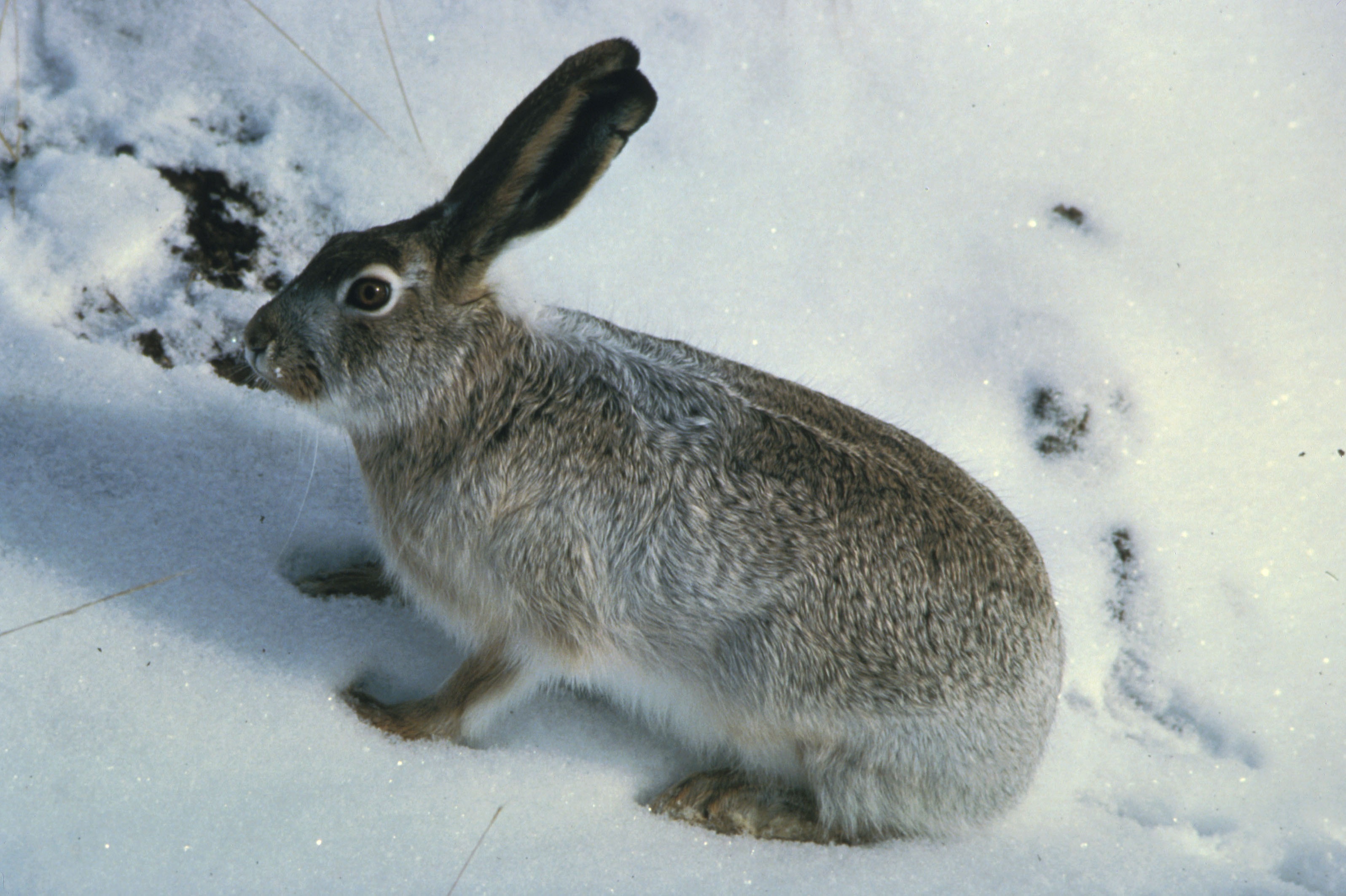Rabbit in the snow photo