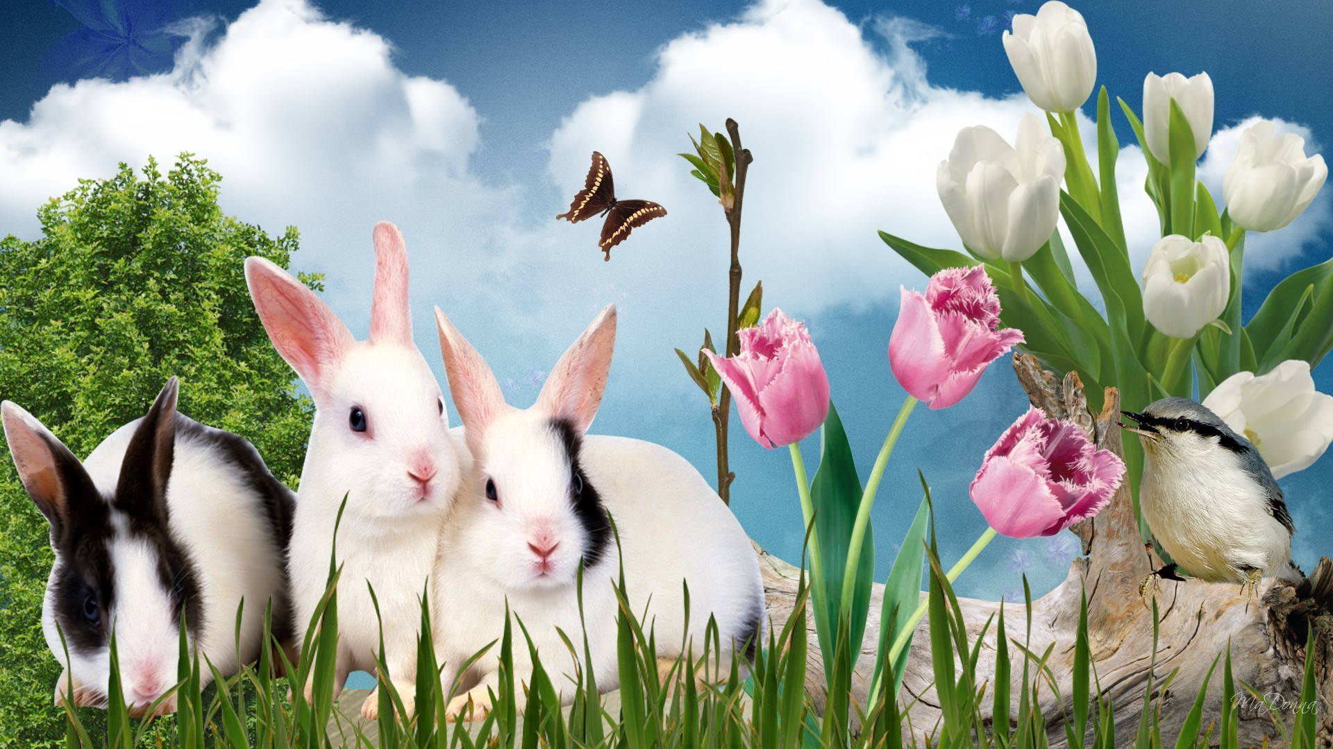 Bunnies Tag wallpapers: Nature Bunny White Bunnies Easter Sweet Eggs ...