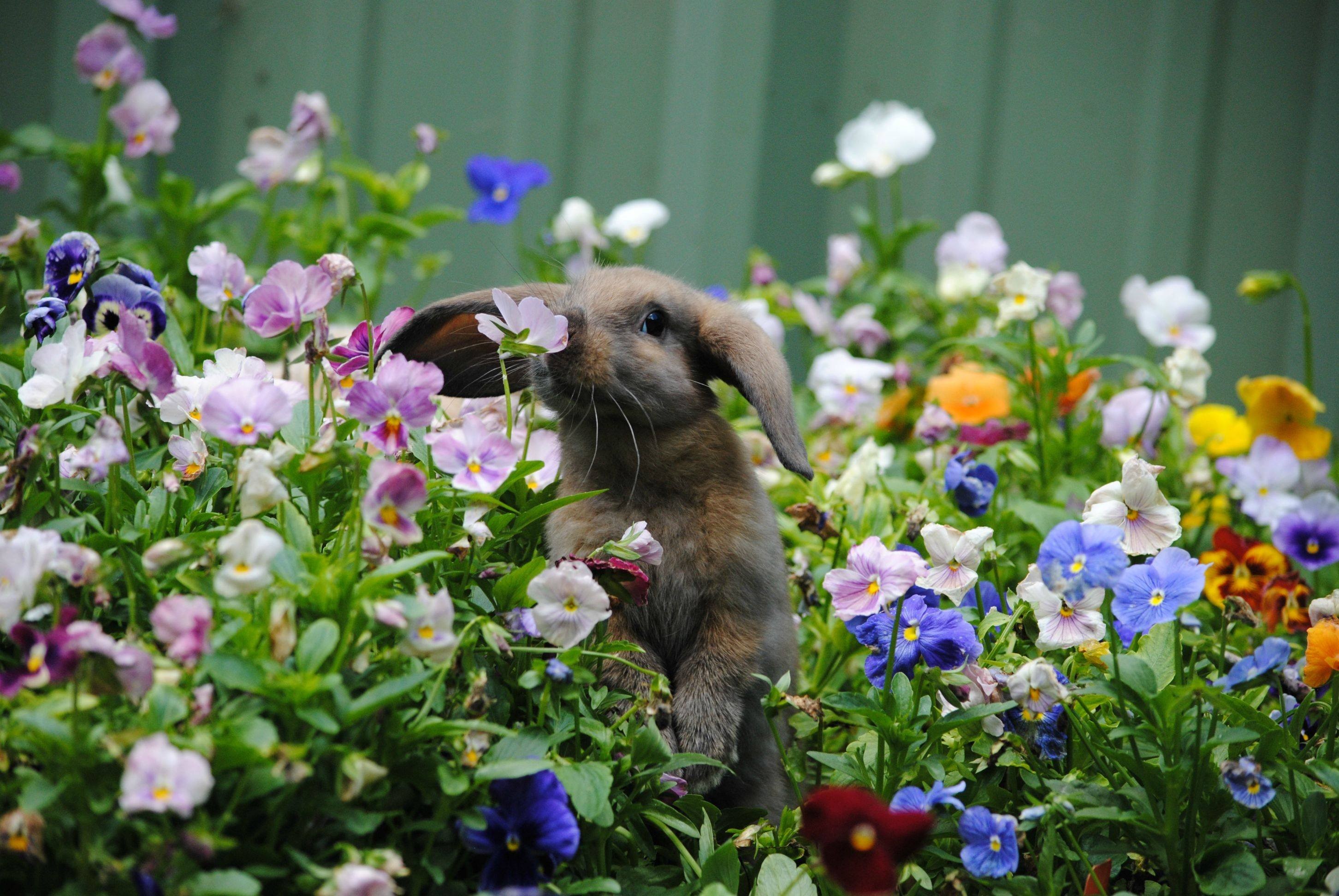 Animals: Flowers Bunny Easter Garden Rabbit Pictures Of Funny ...