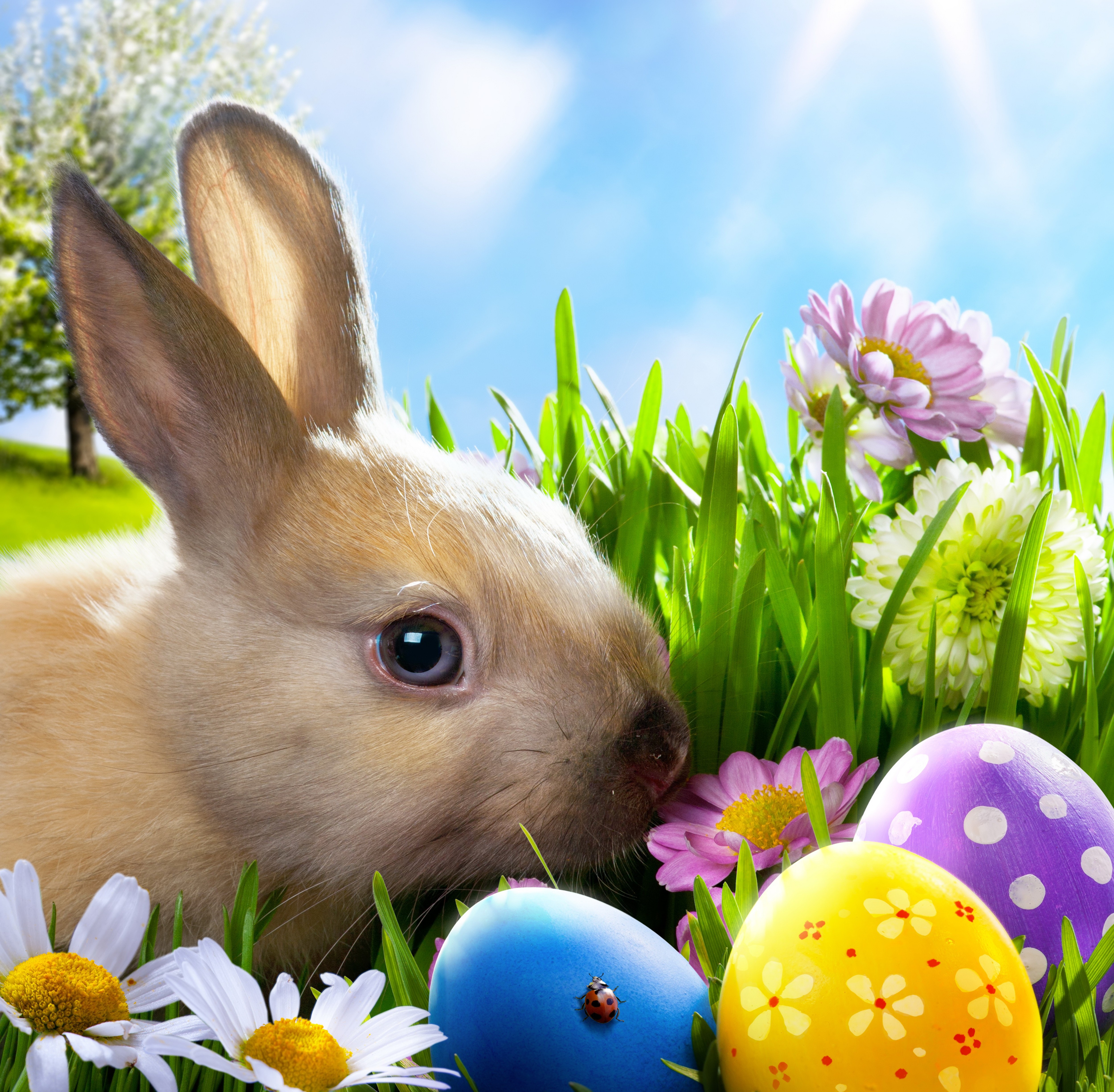 Download Free photo: Rabbit n Flower - Animal, Art, Flower - Free ...