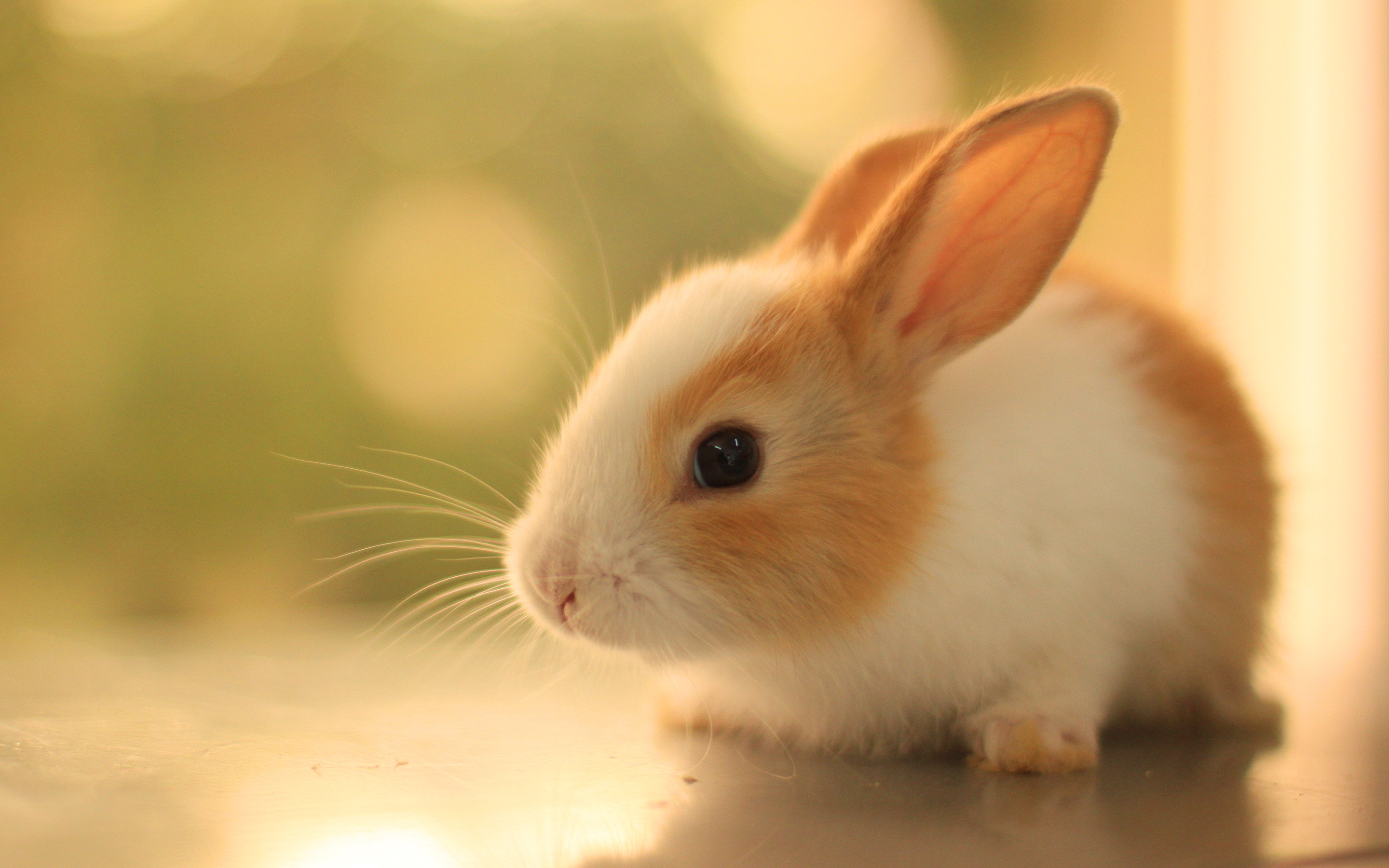 Rabbits images Bunnies HD wallpaper and background photos (40609229)