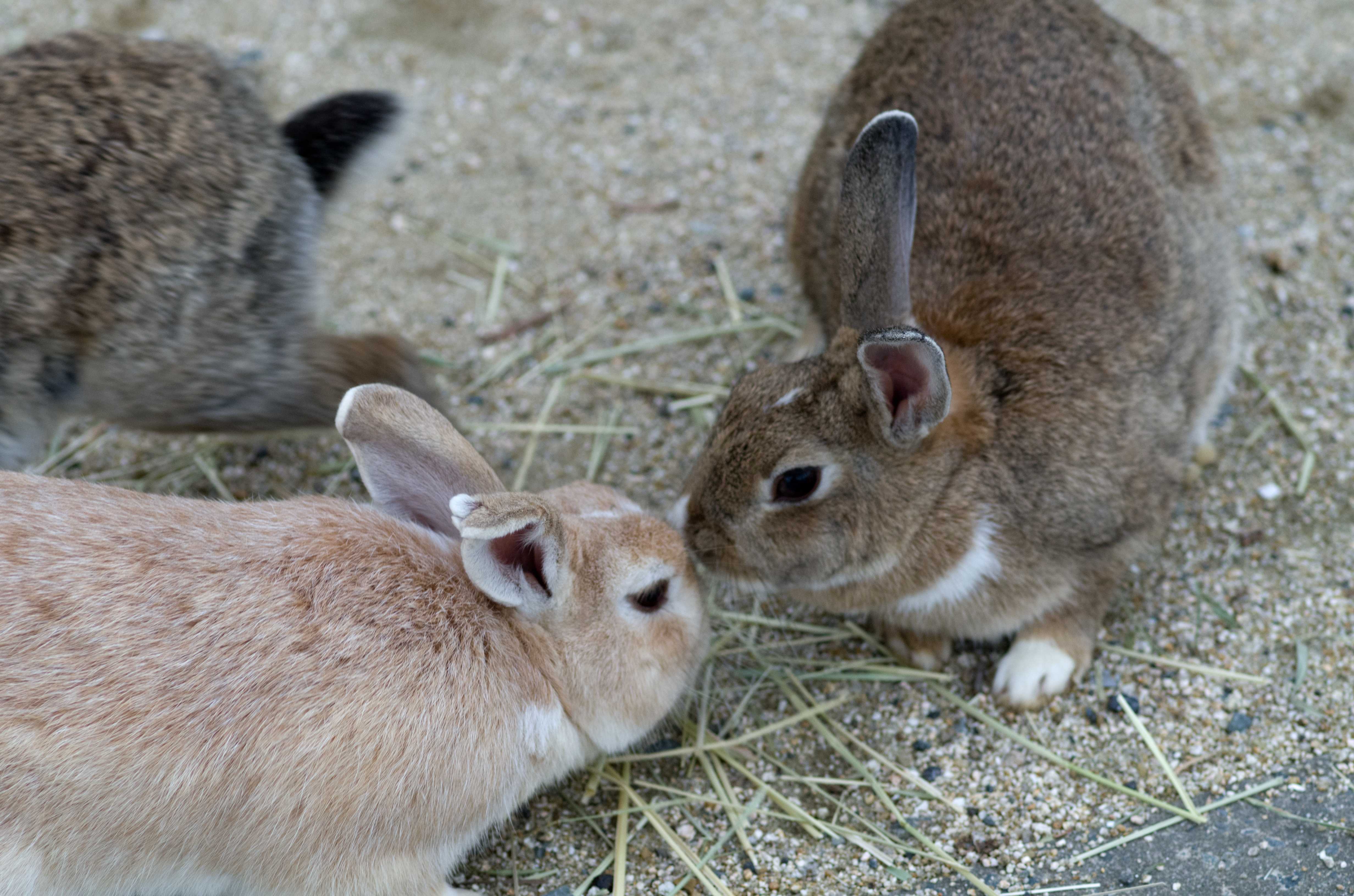Rabbits in okuno island photo