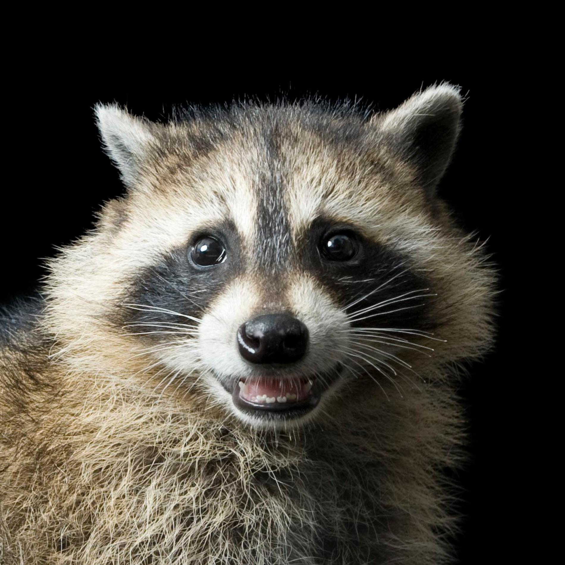 Raccoon | National Geographic