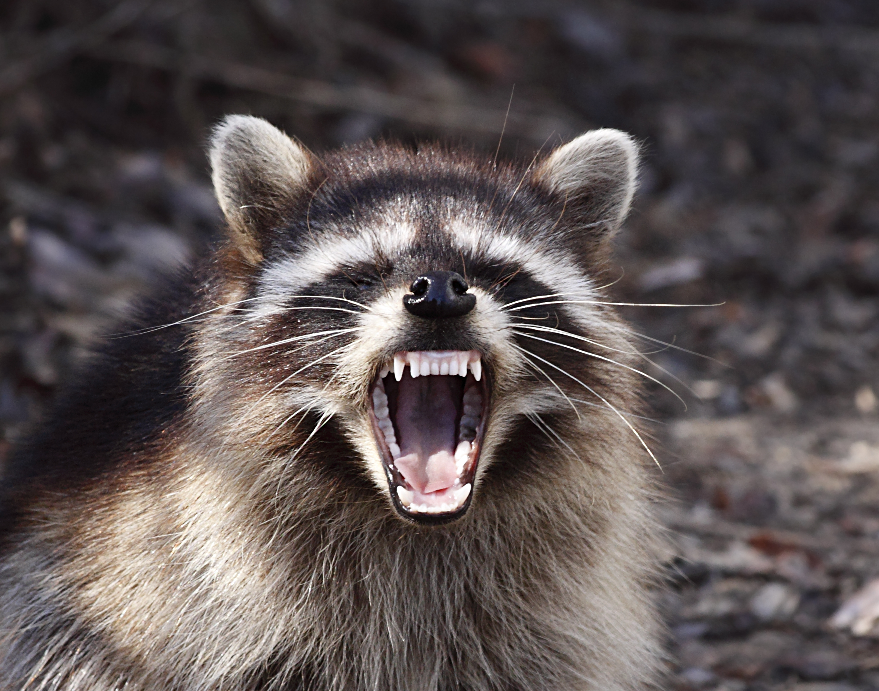 Zombie' Raccoons With Distemper Are Terrorizing Ohio Town | Time