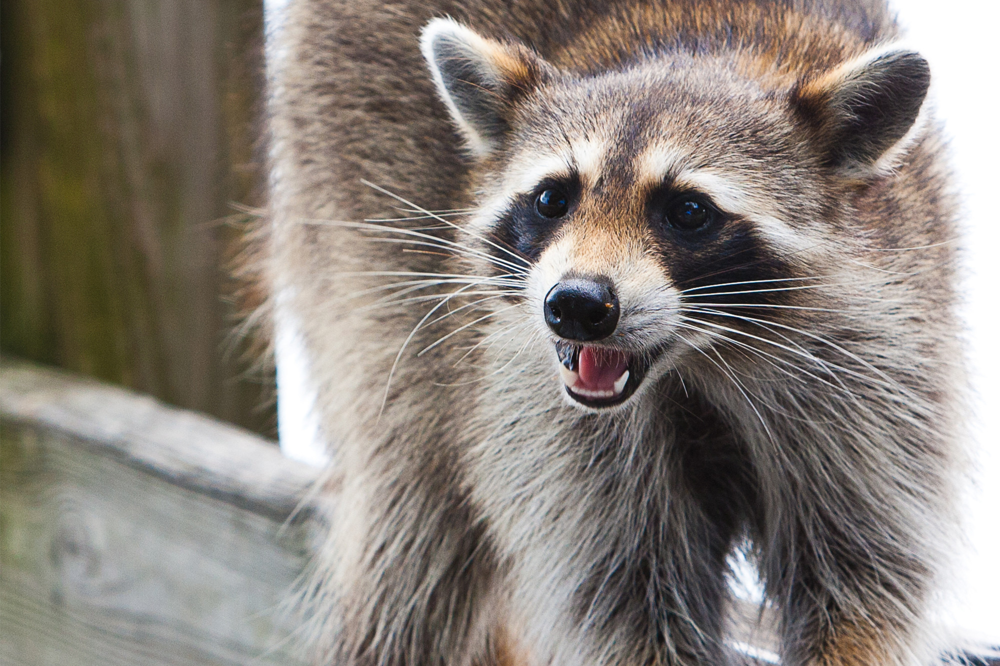Raccoon mauls 4-month-old asleep in her home