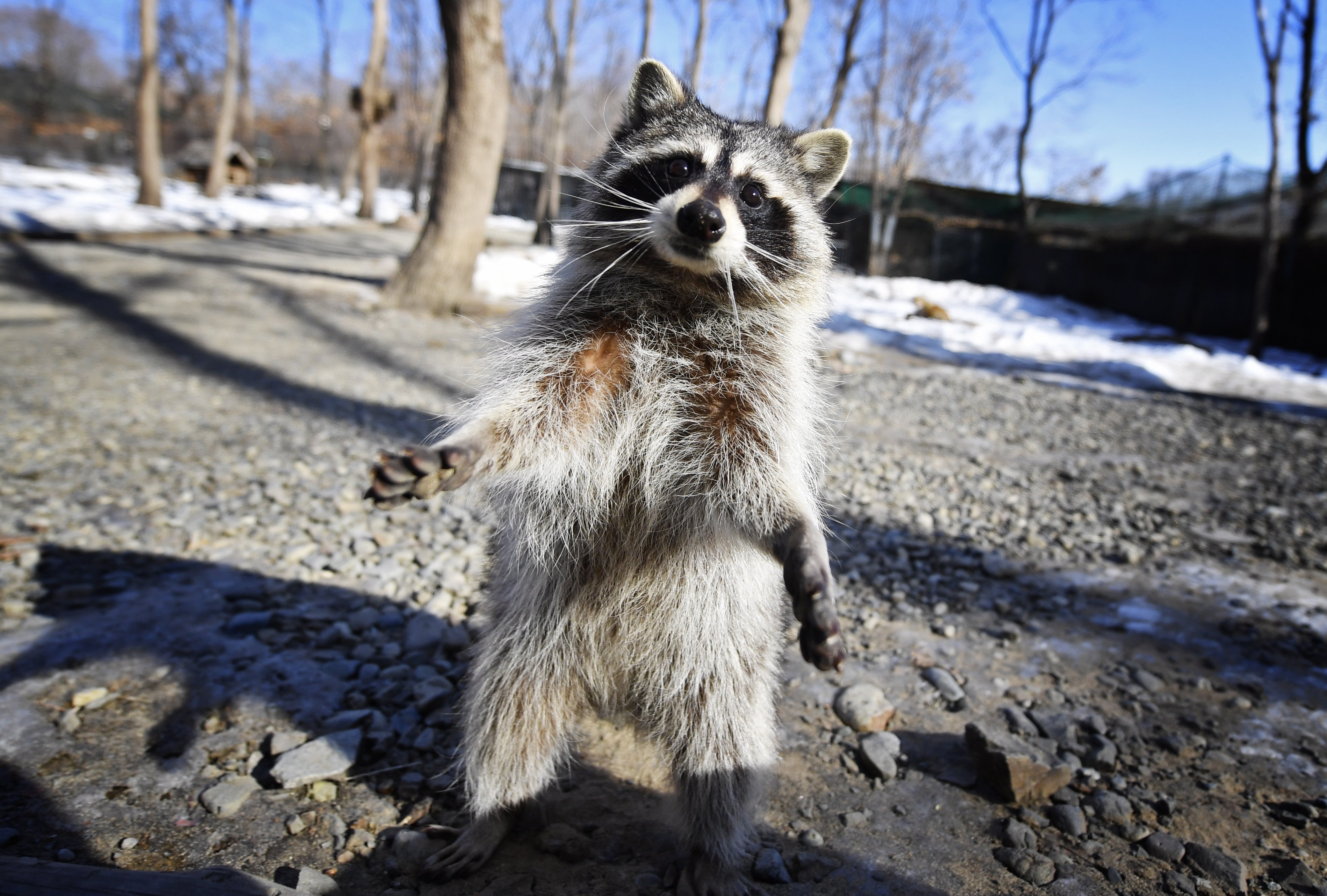 Baby Girl Attacked By Raccoon In North Philadelphia | Time