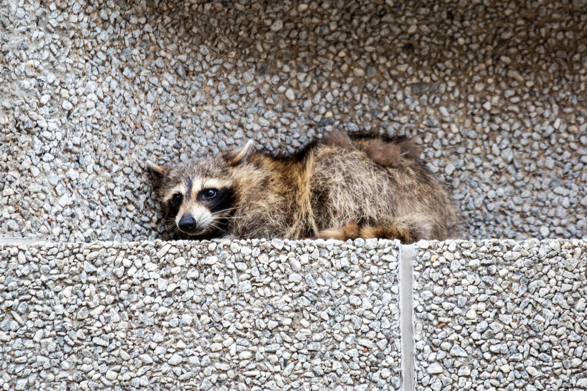 Social climber: Raccoon scales St. Paul skyscraper, captures ...