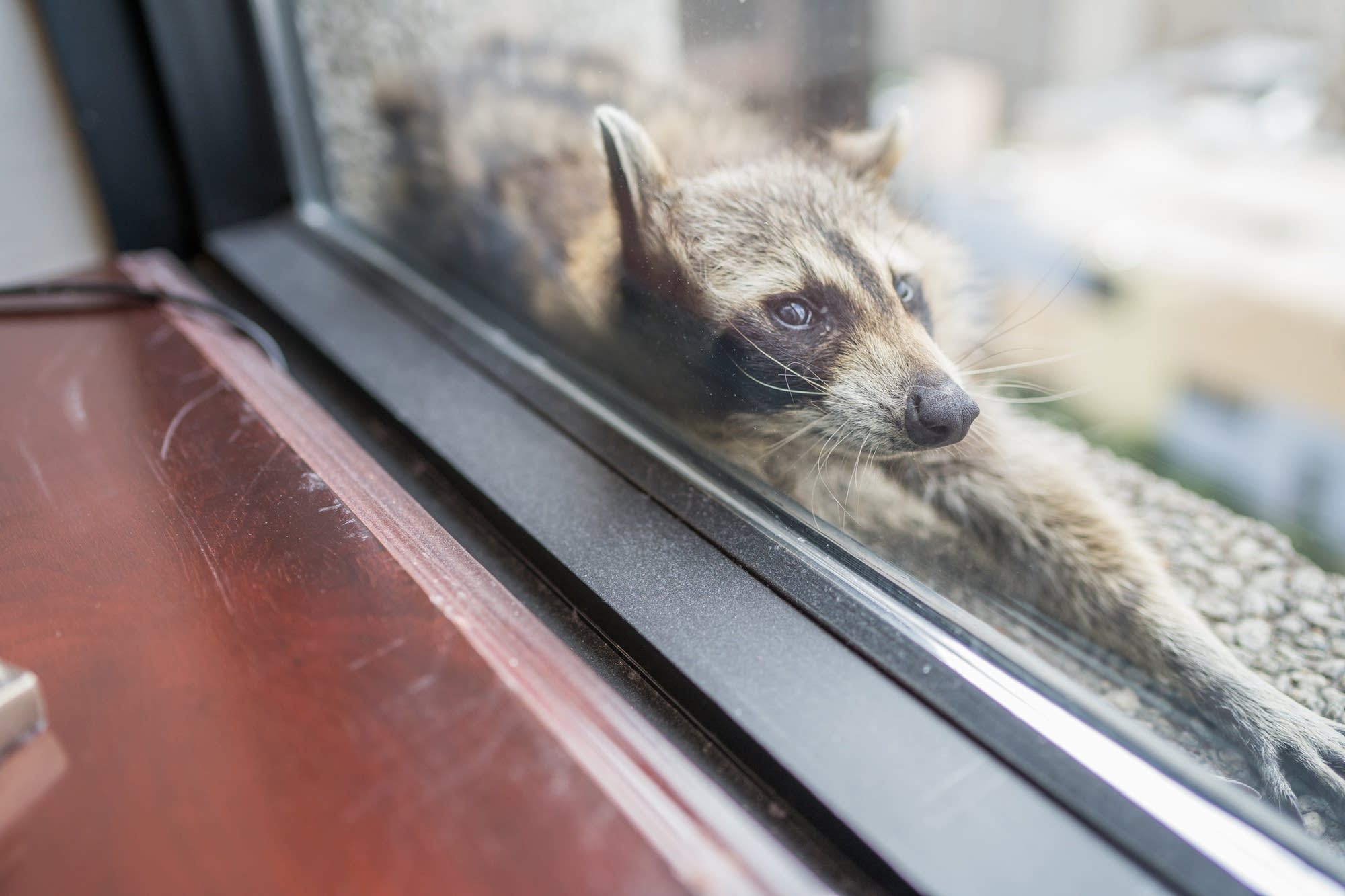 Why not save St. Paul raccoon? It may climb down on its own, expert ...