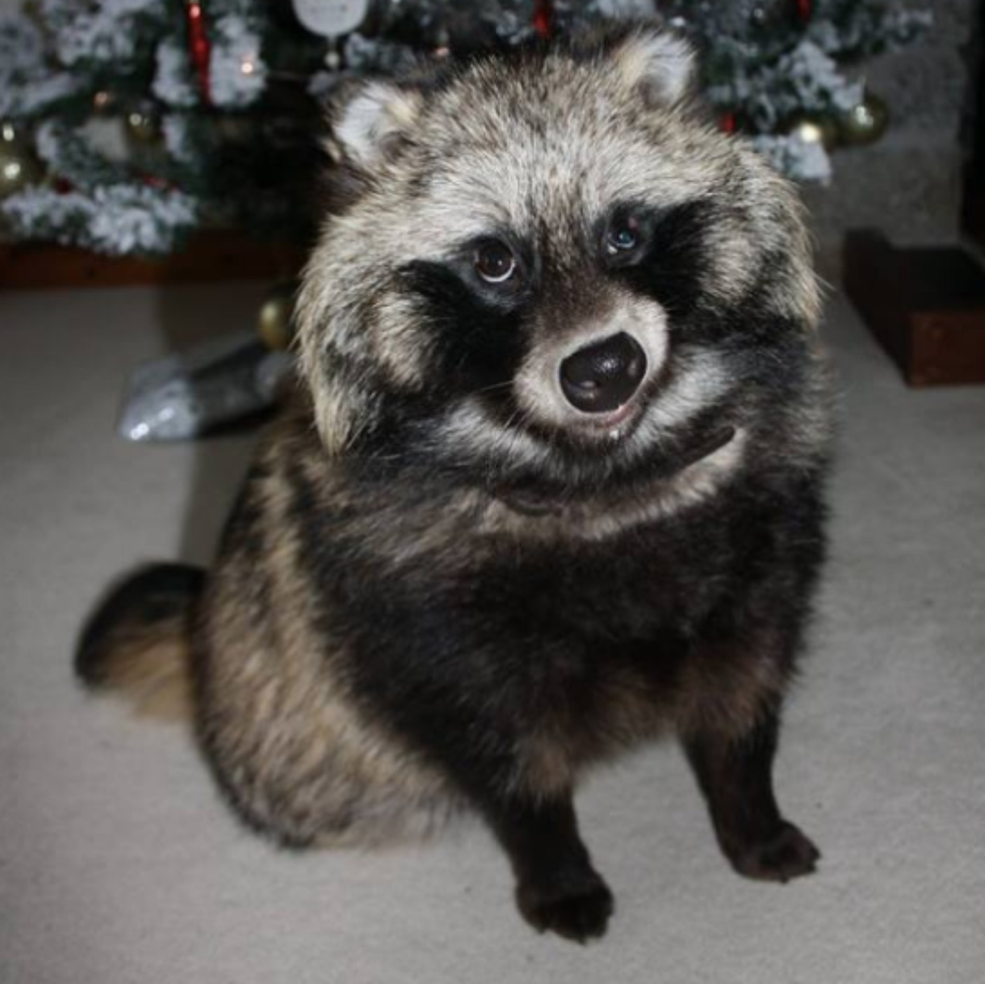 Appeal for missing pet raccoon dog | West Country - ITV News