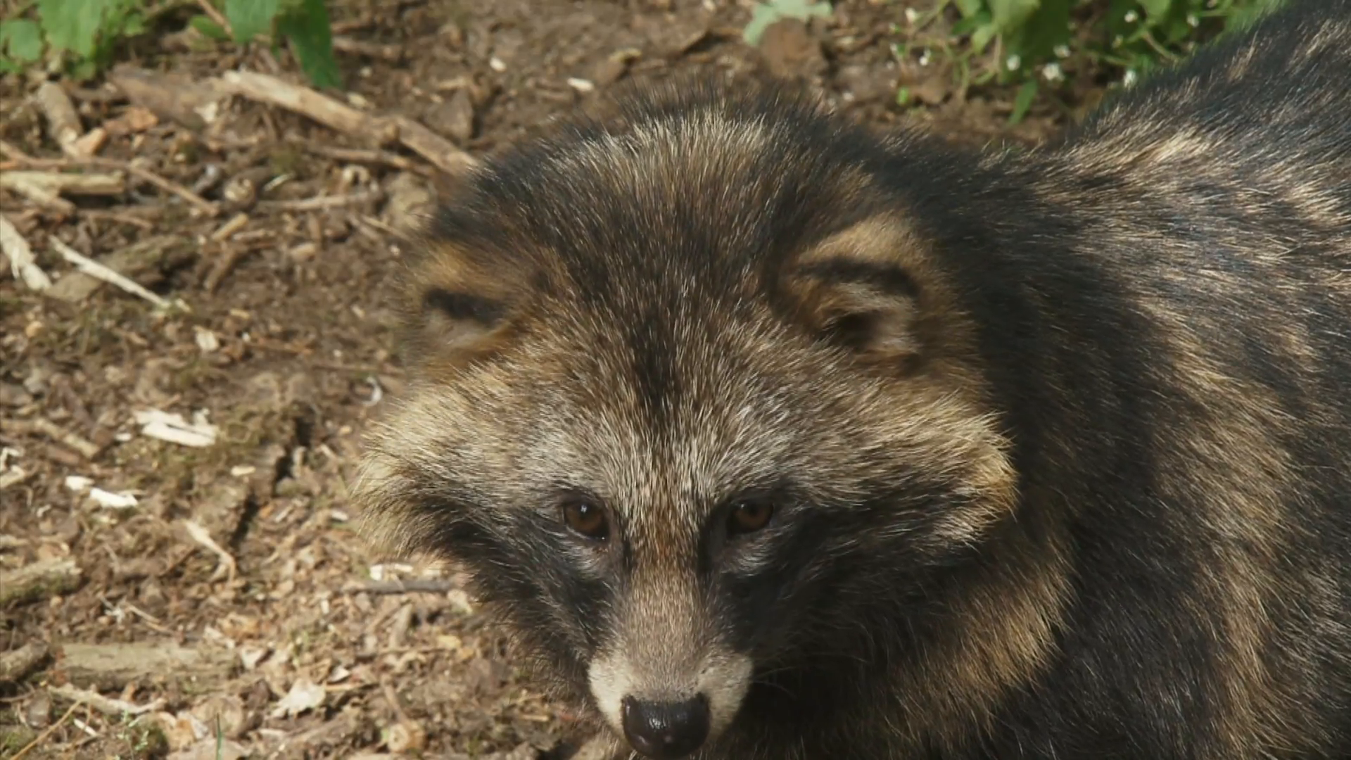 Raccoon Dog Nyctereutes Procyonoides Stock Video Footage - VideoBlocks