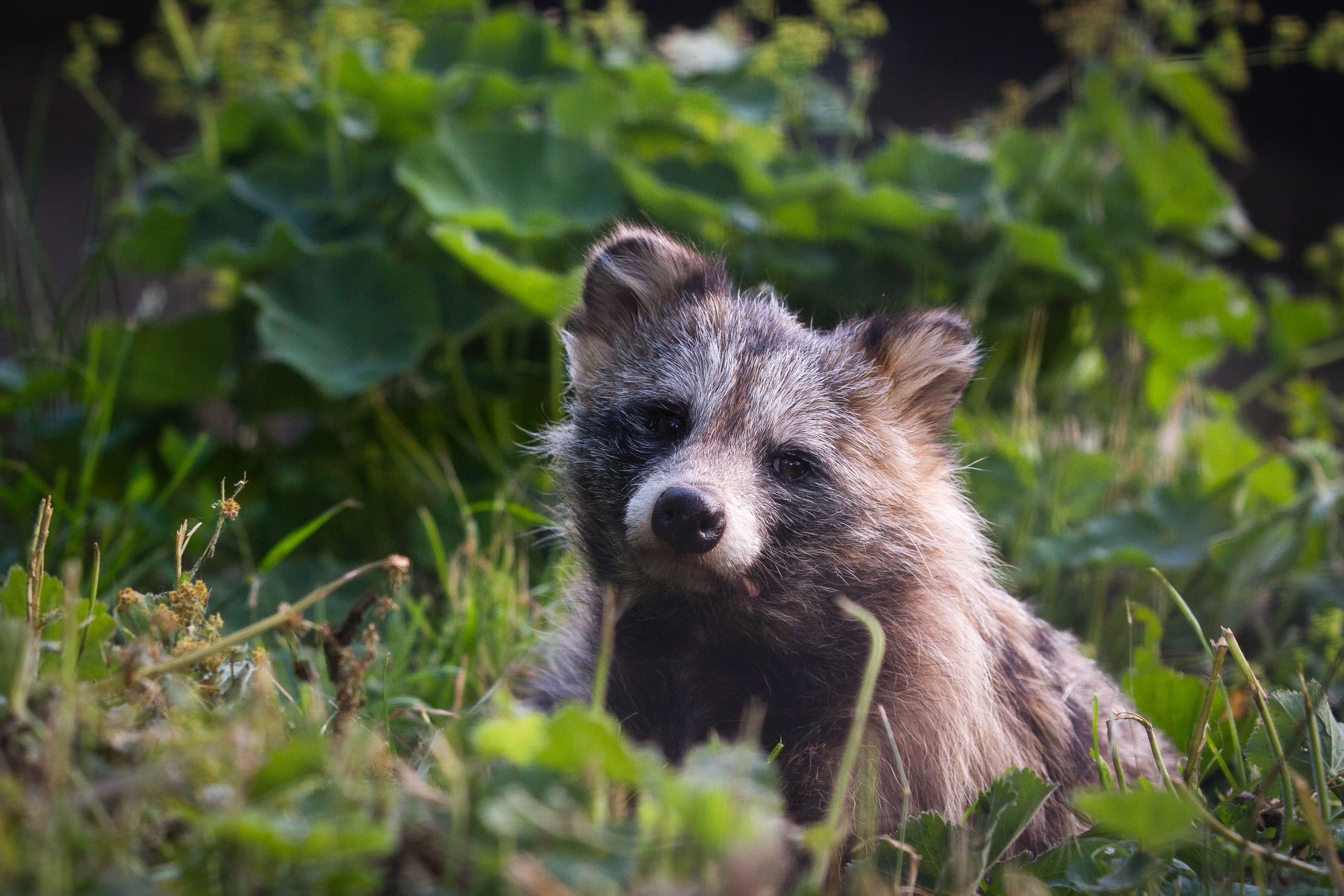 8 Raccoon Dog HD Wallpapers | Background Images - Wallpaper Abyss