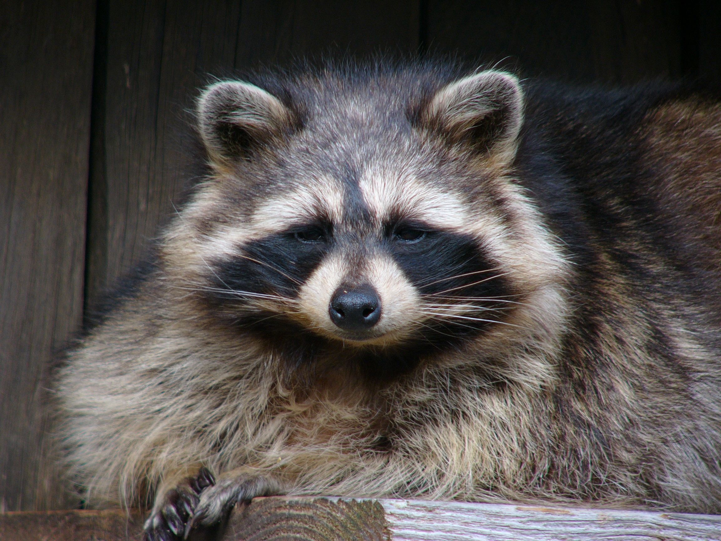 Raccoon in the zoo photo