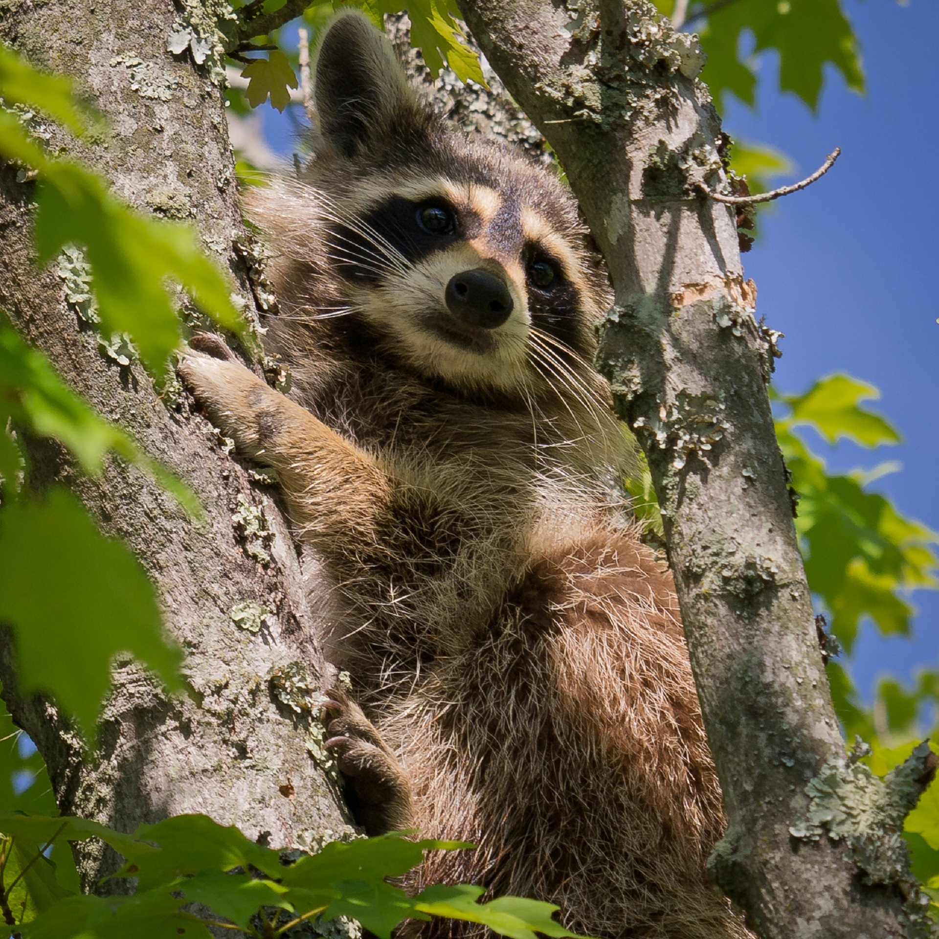 Raccoon on the tree photo