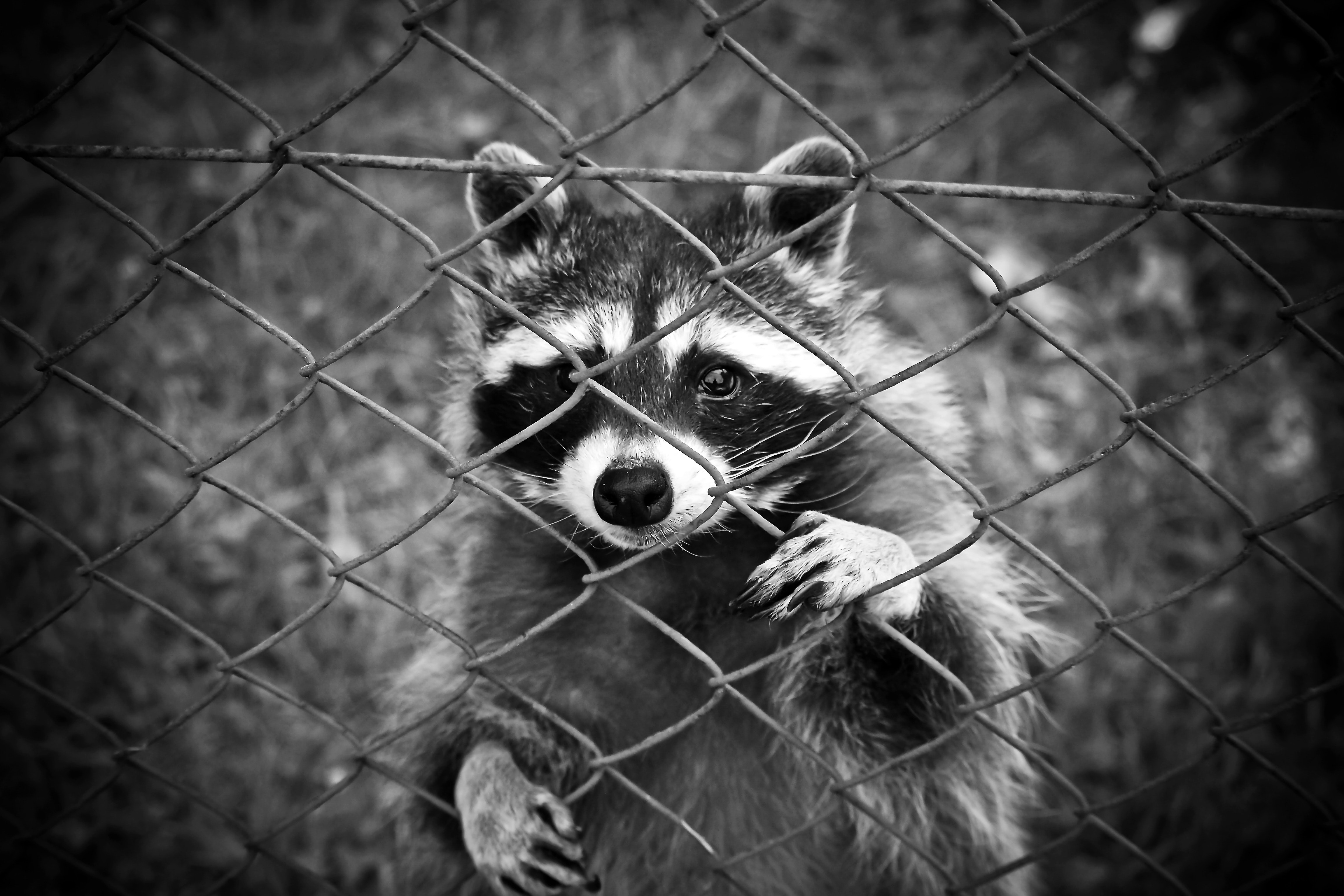 Raccoon standing behind chain link fence photo
