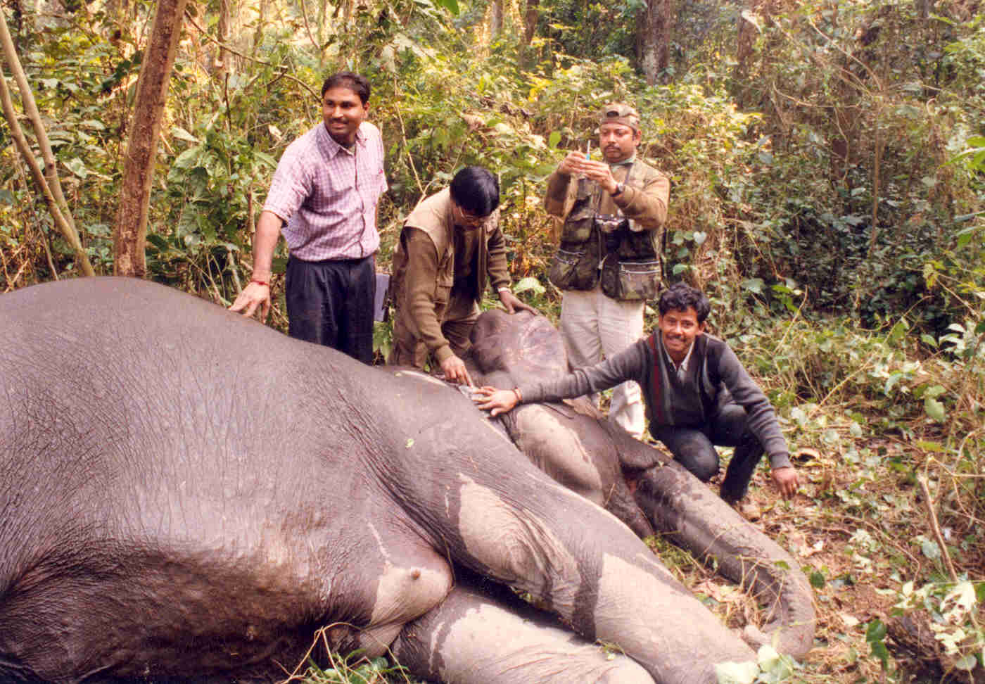 Radio collaring of a sleeping elephant photo
