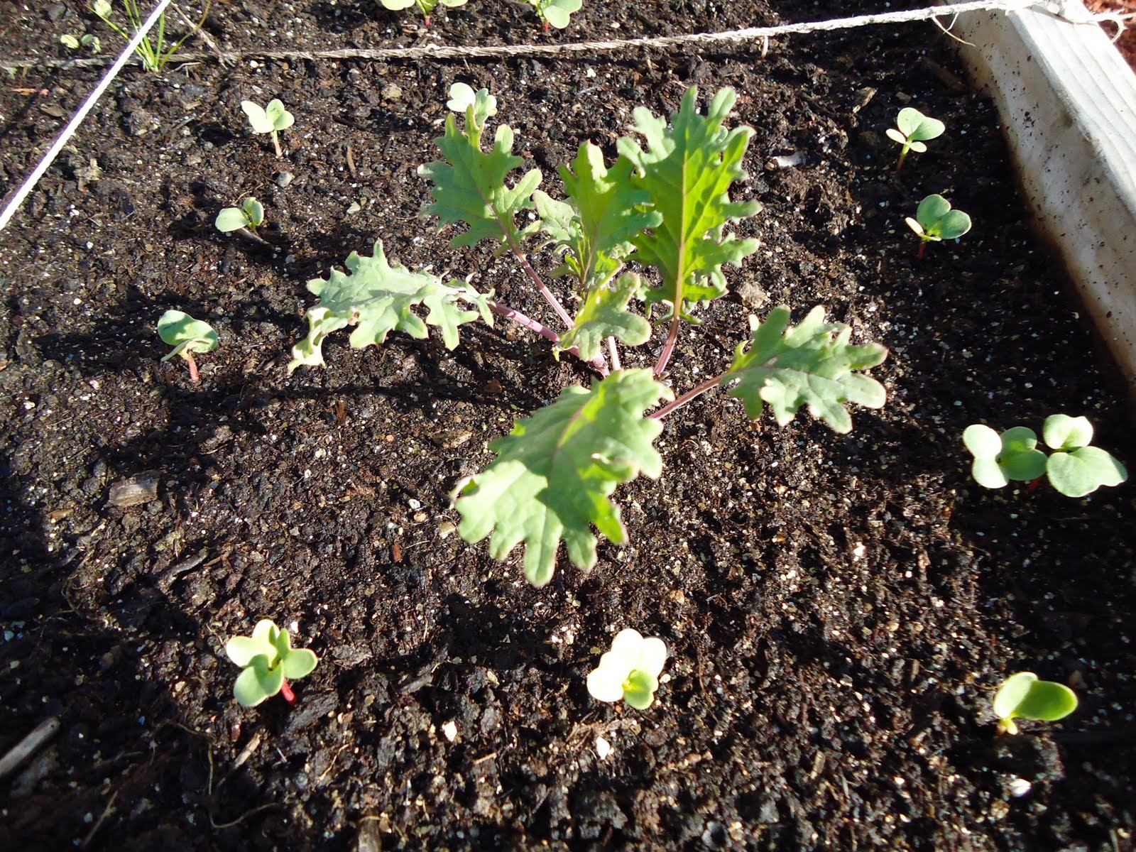 Radish seedlings photo