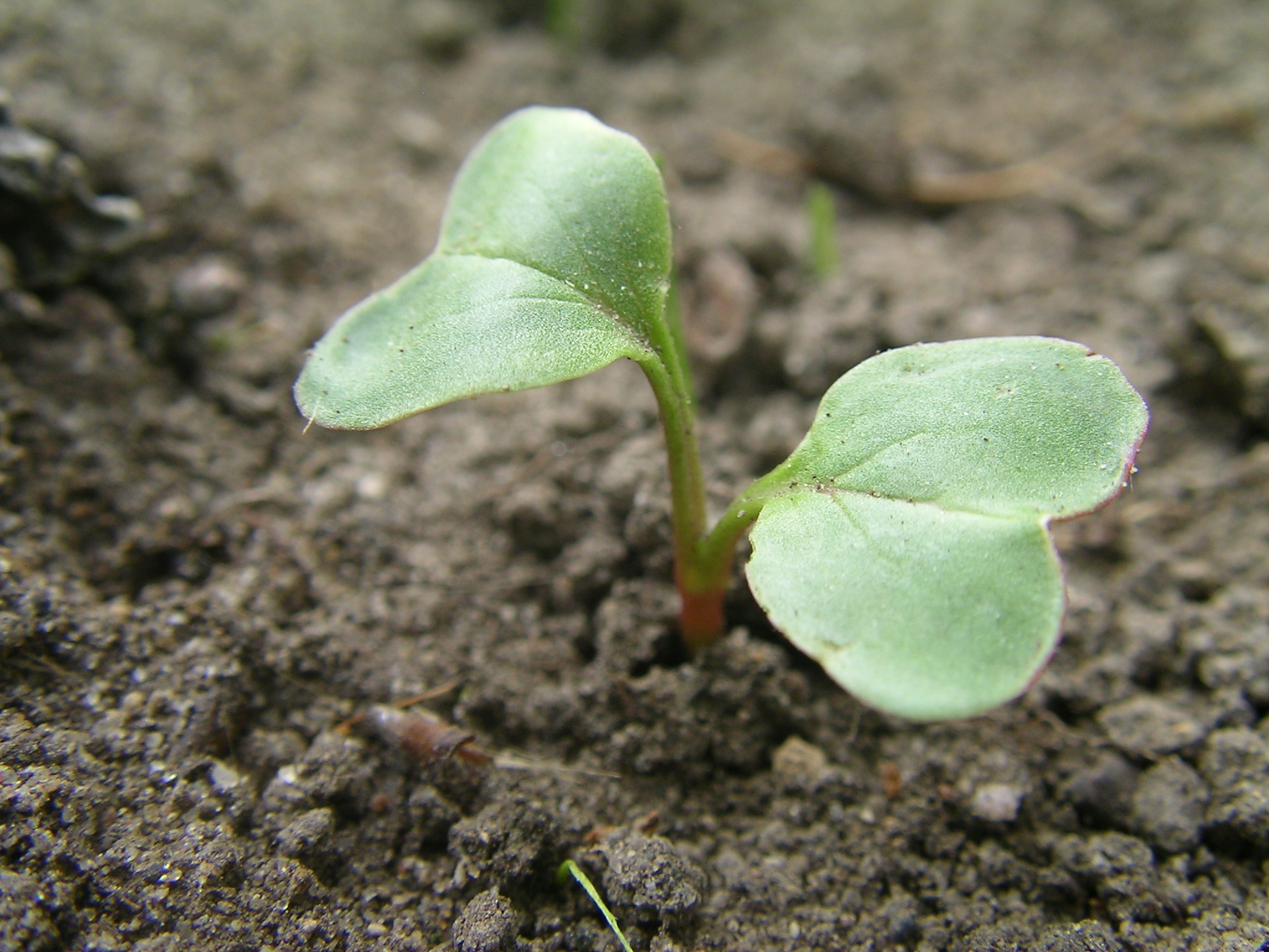 File:Seedling Radish.JPG - Wikimedia Commons