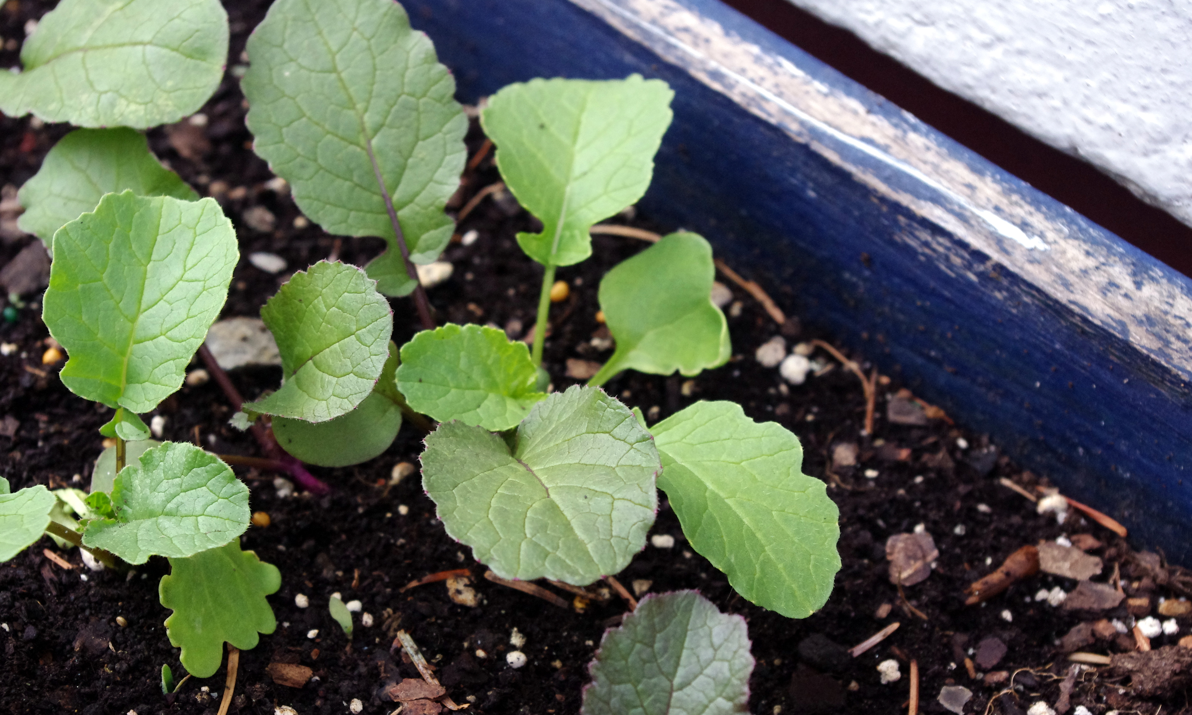 growing radishes in containers – Plants On Deck