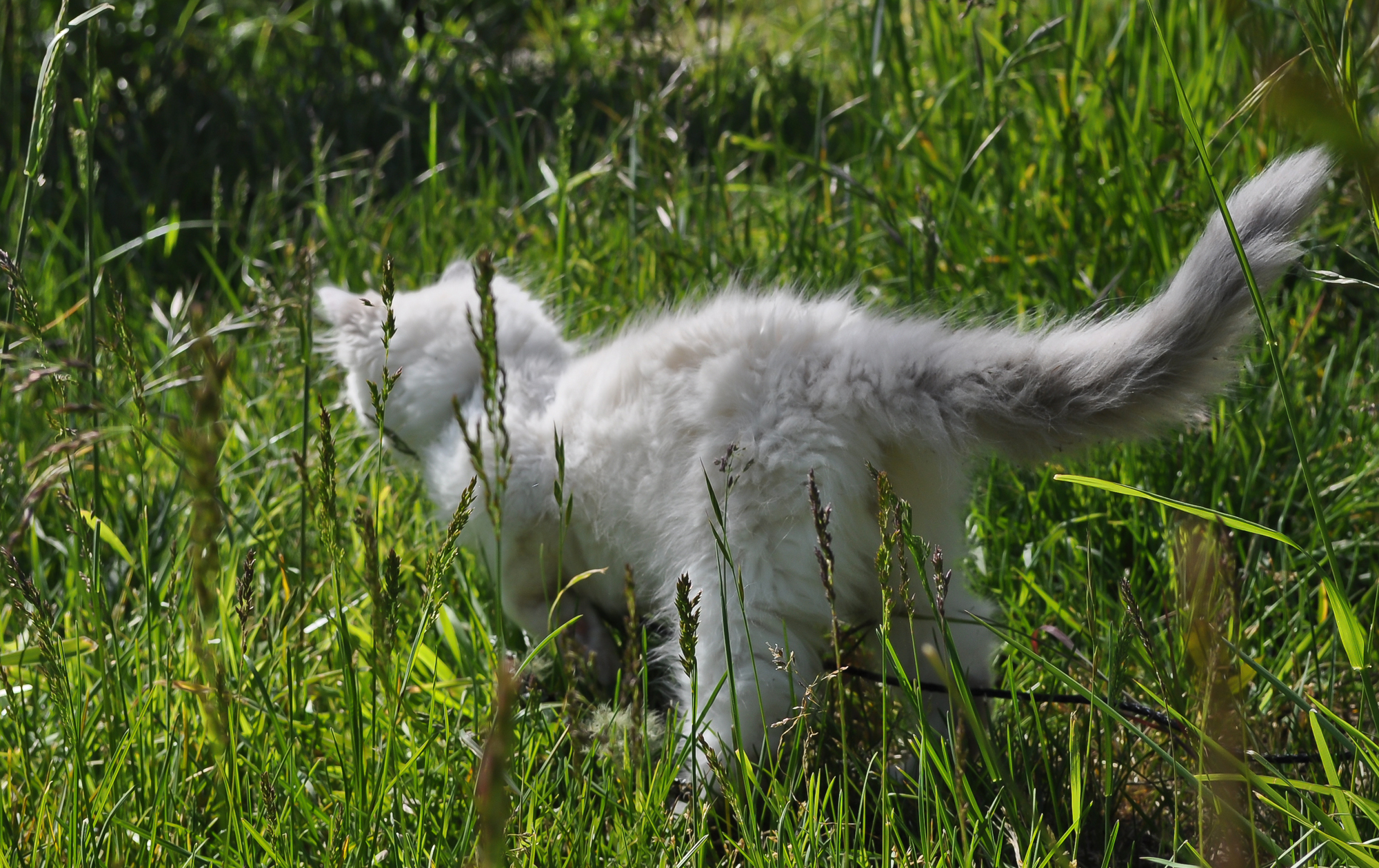 Ragdoll kitten in grass photo