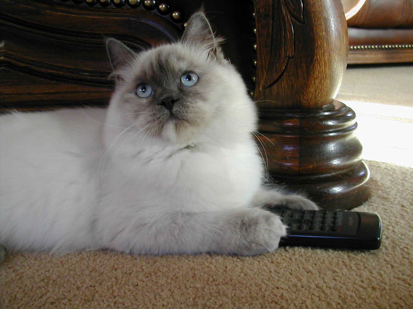 Ragdoll Cat Facts Every Pet Owner Must Know | Coops & Cages Coops ...