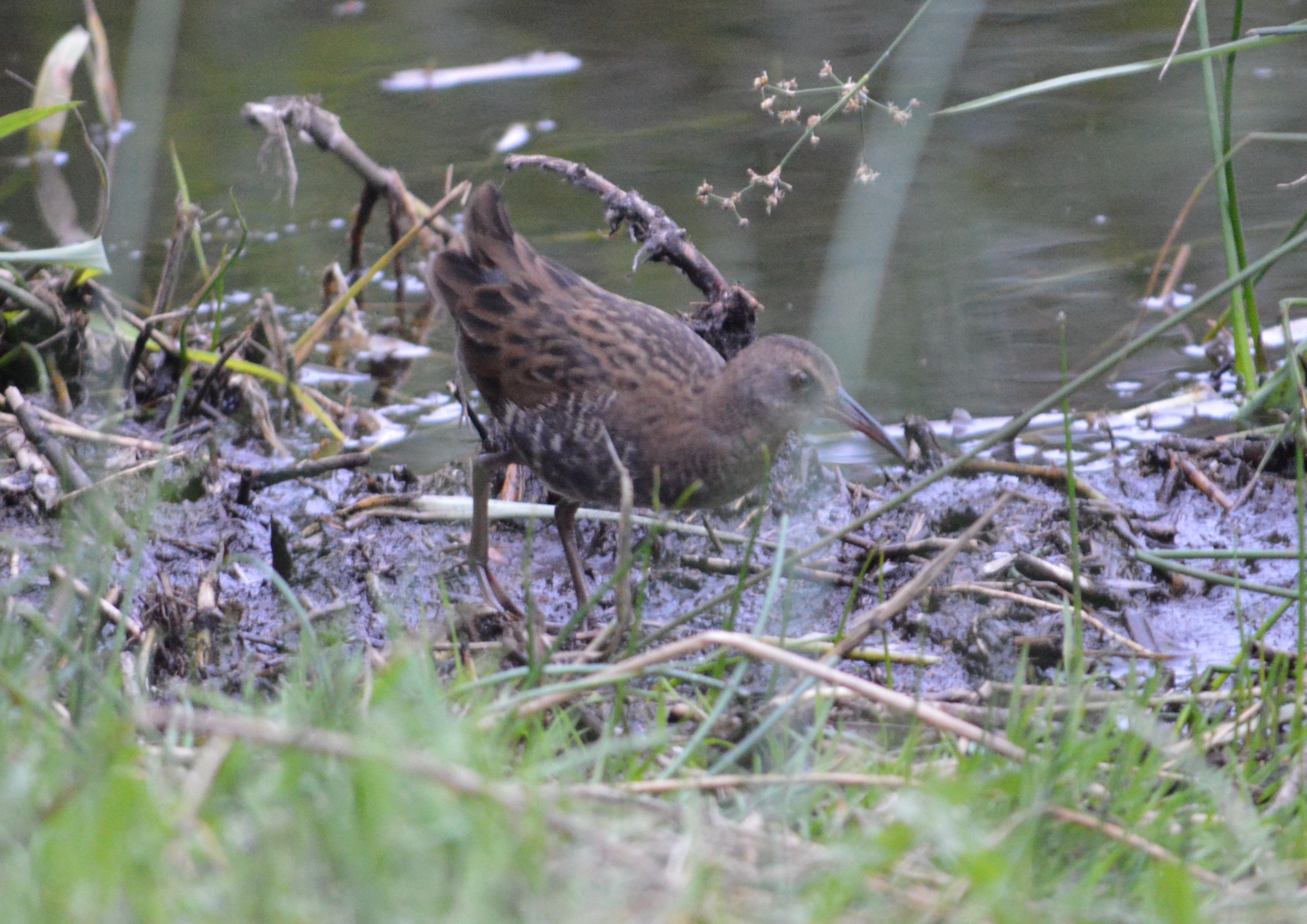 Water Rails - Fowlmere - Fowlmere - The RSPB Community