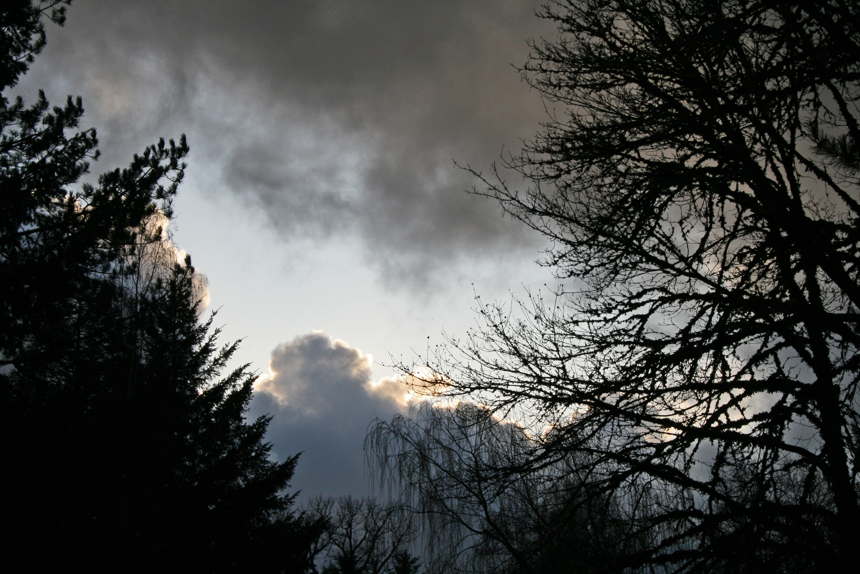 Rain Clouds, Branches, Clouds, Dark, Elements, HQ Photo