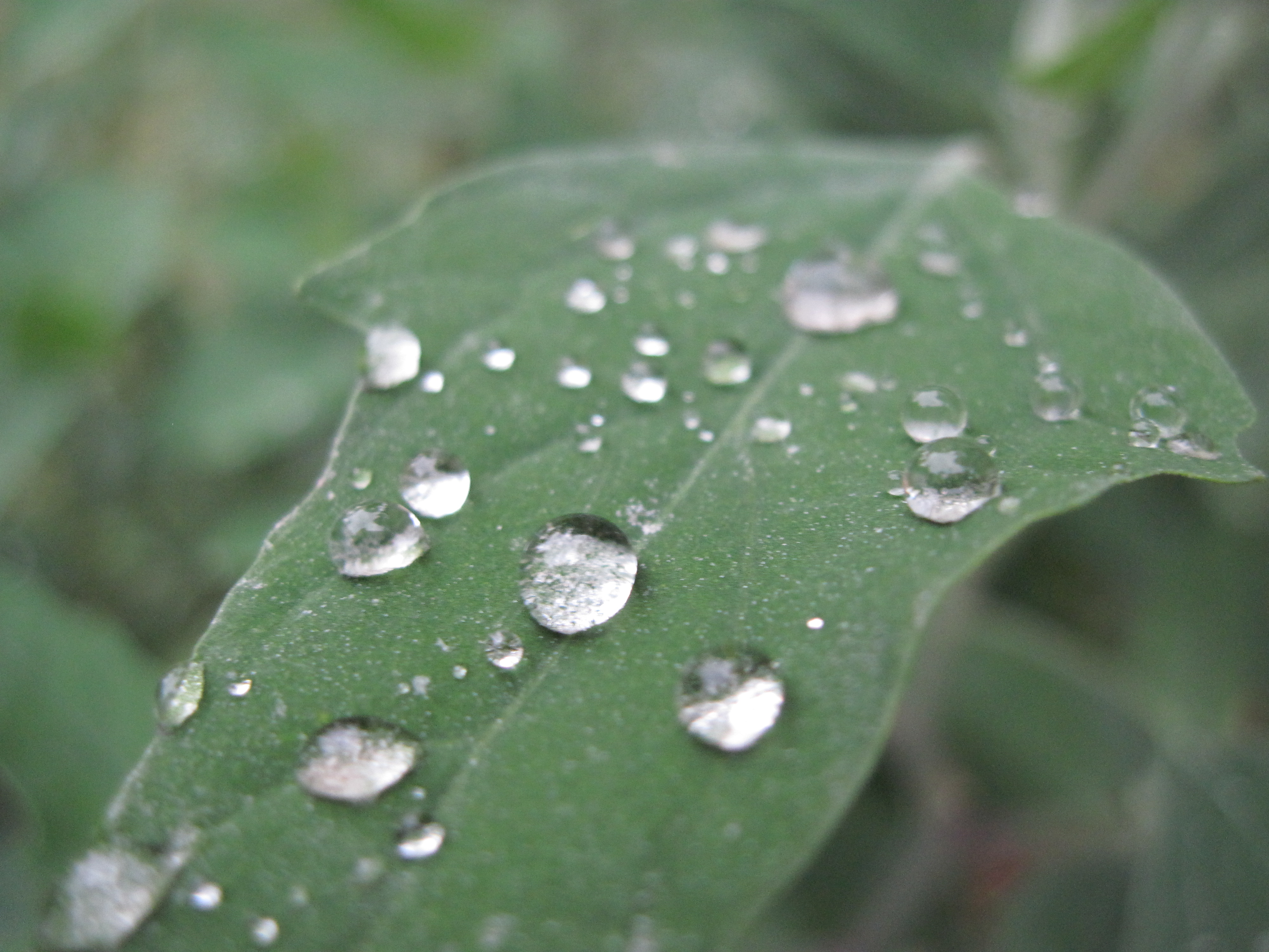 Rain drops on a green leaf photo