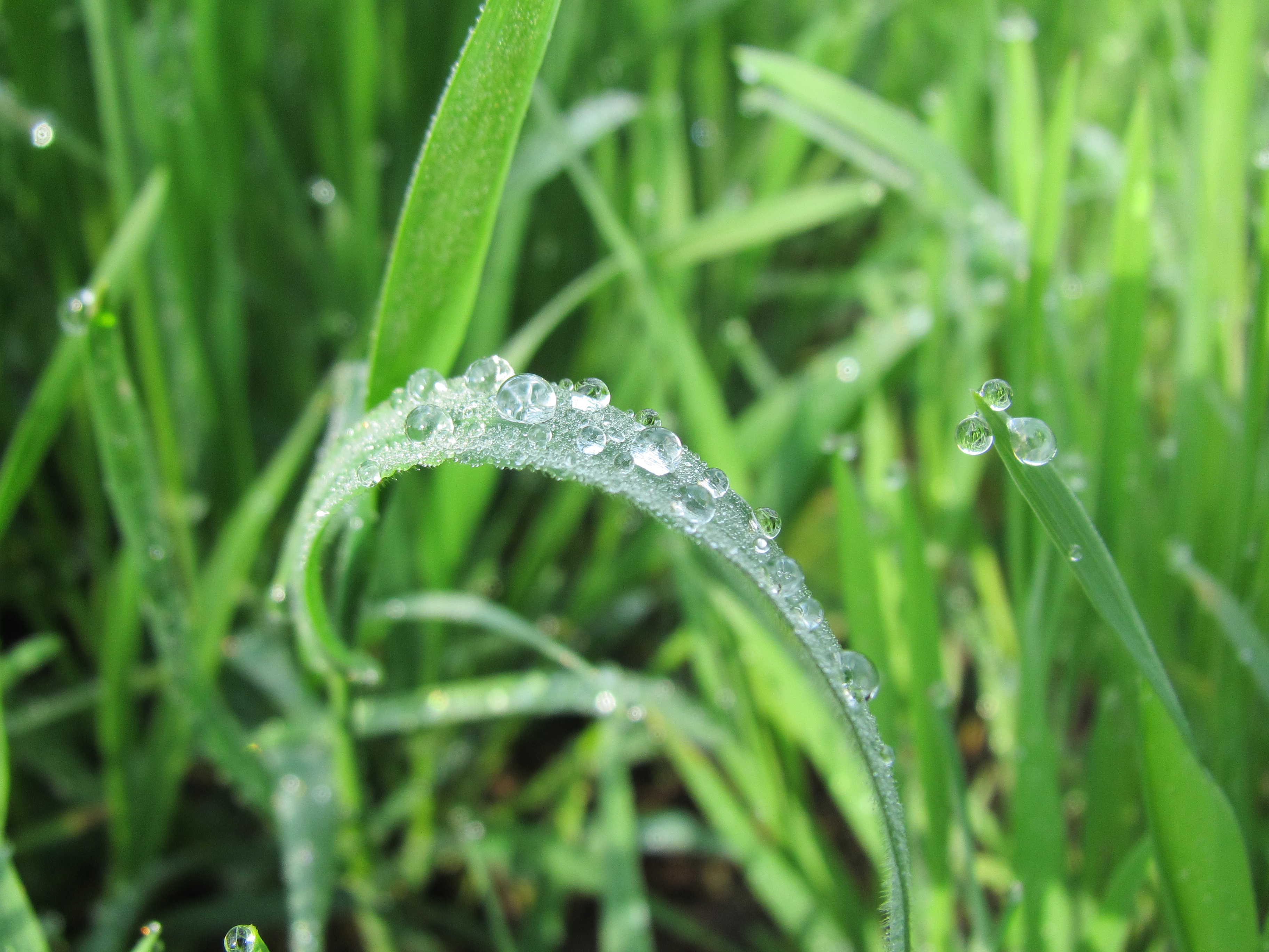 Rain drops on grass photo