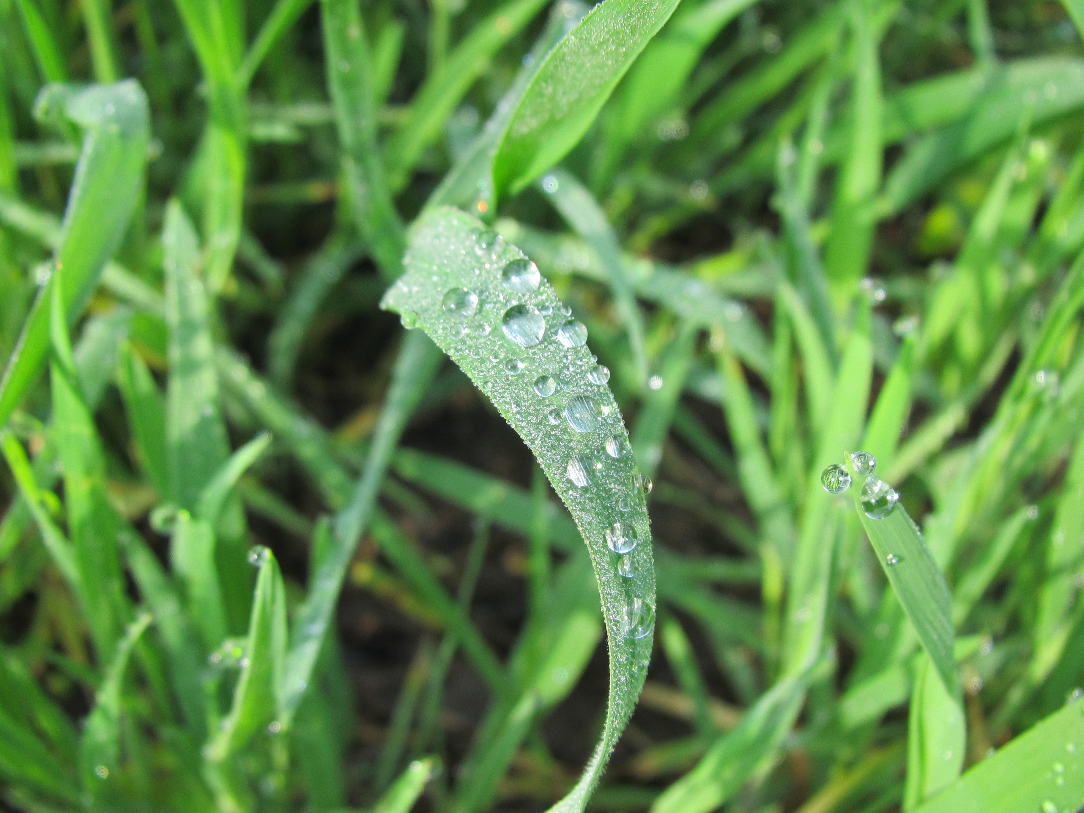 Rain drops on grass photo