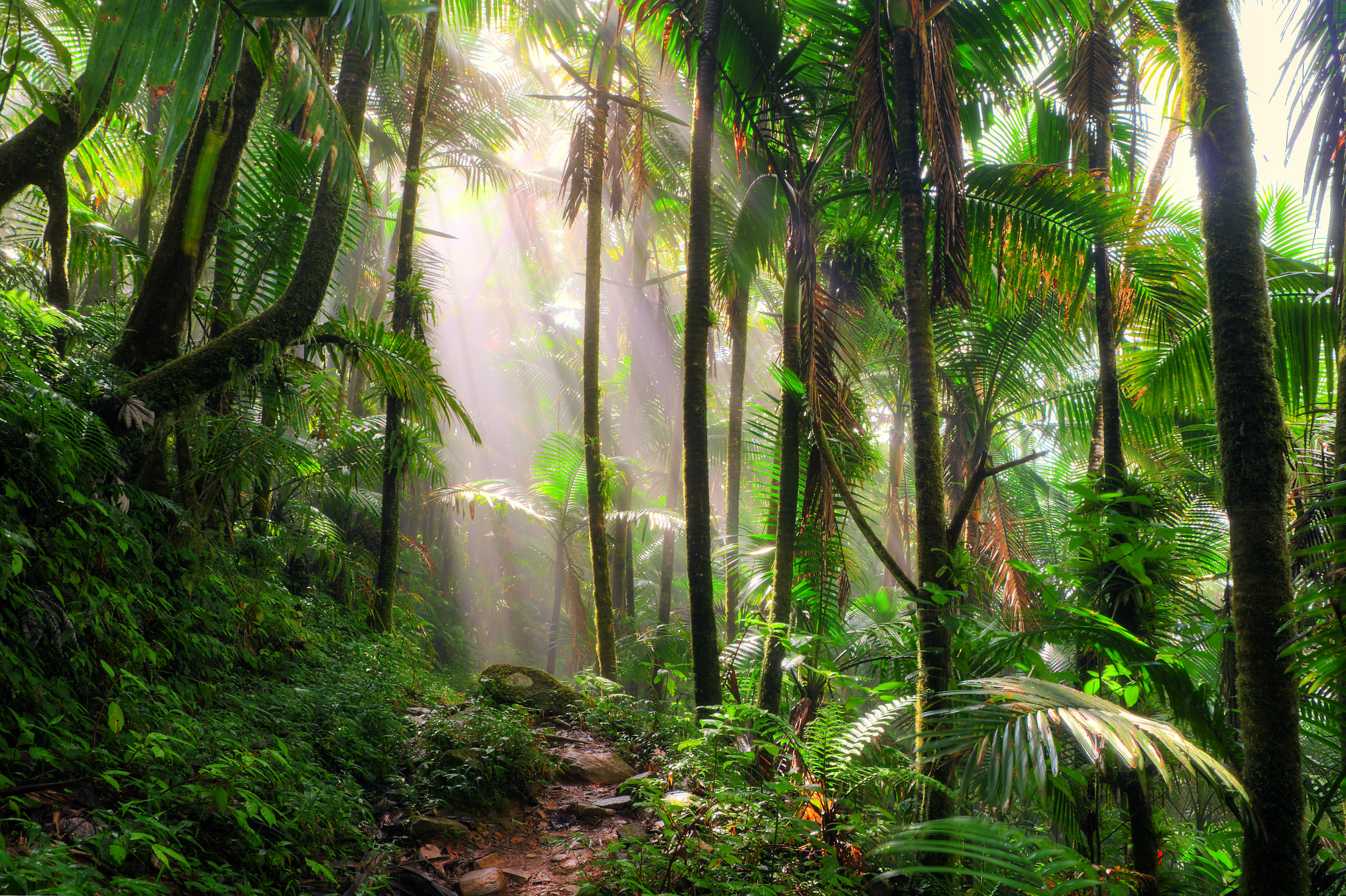 List of Plants in a Rainforest | USA Today