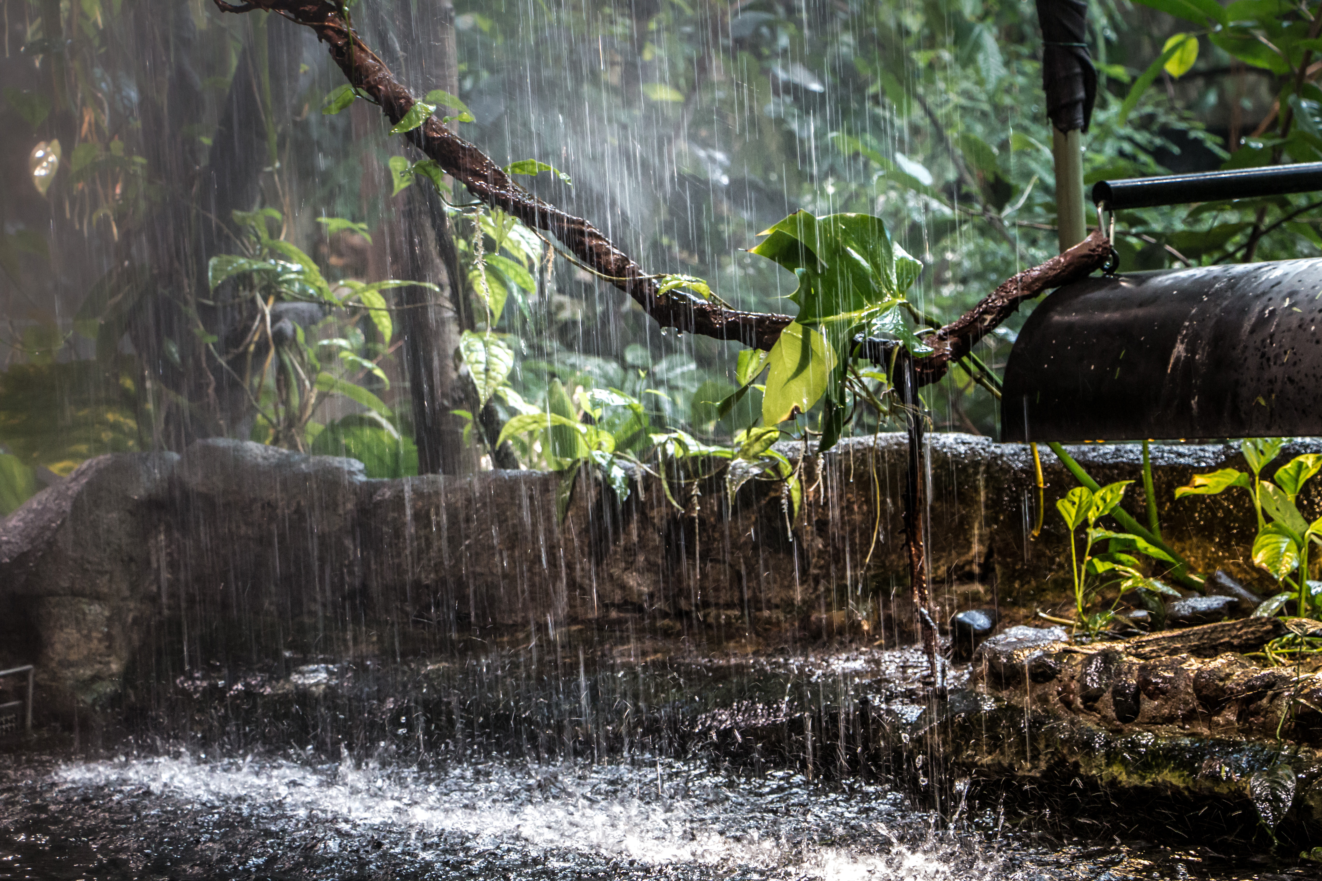 Rain in the jungle photo