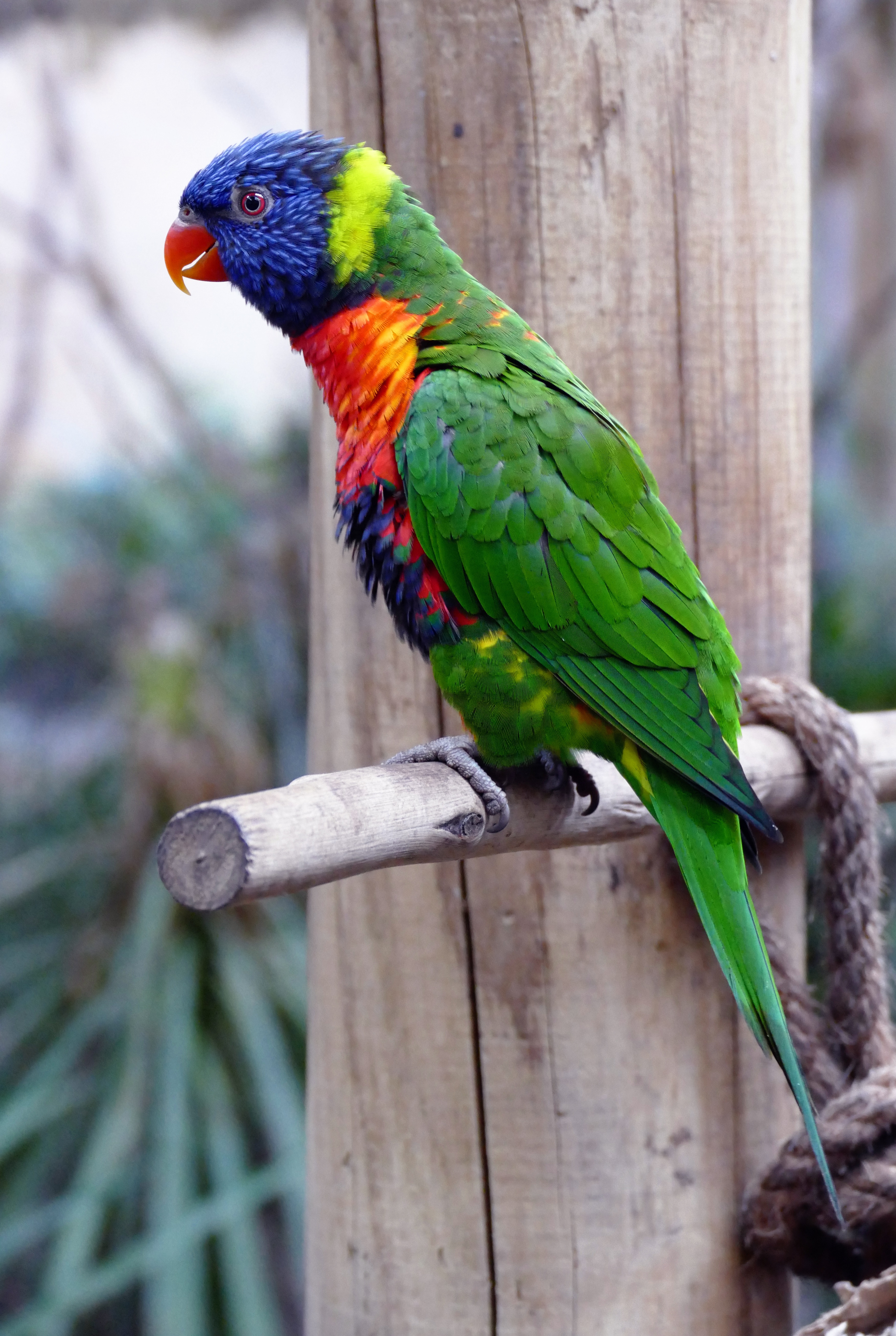 Rainbow Lorikeet, Animals, Multicoloured, Rainbow, Pets, HQ Photo