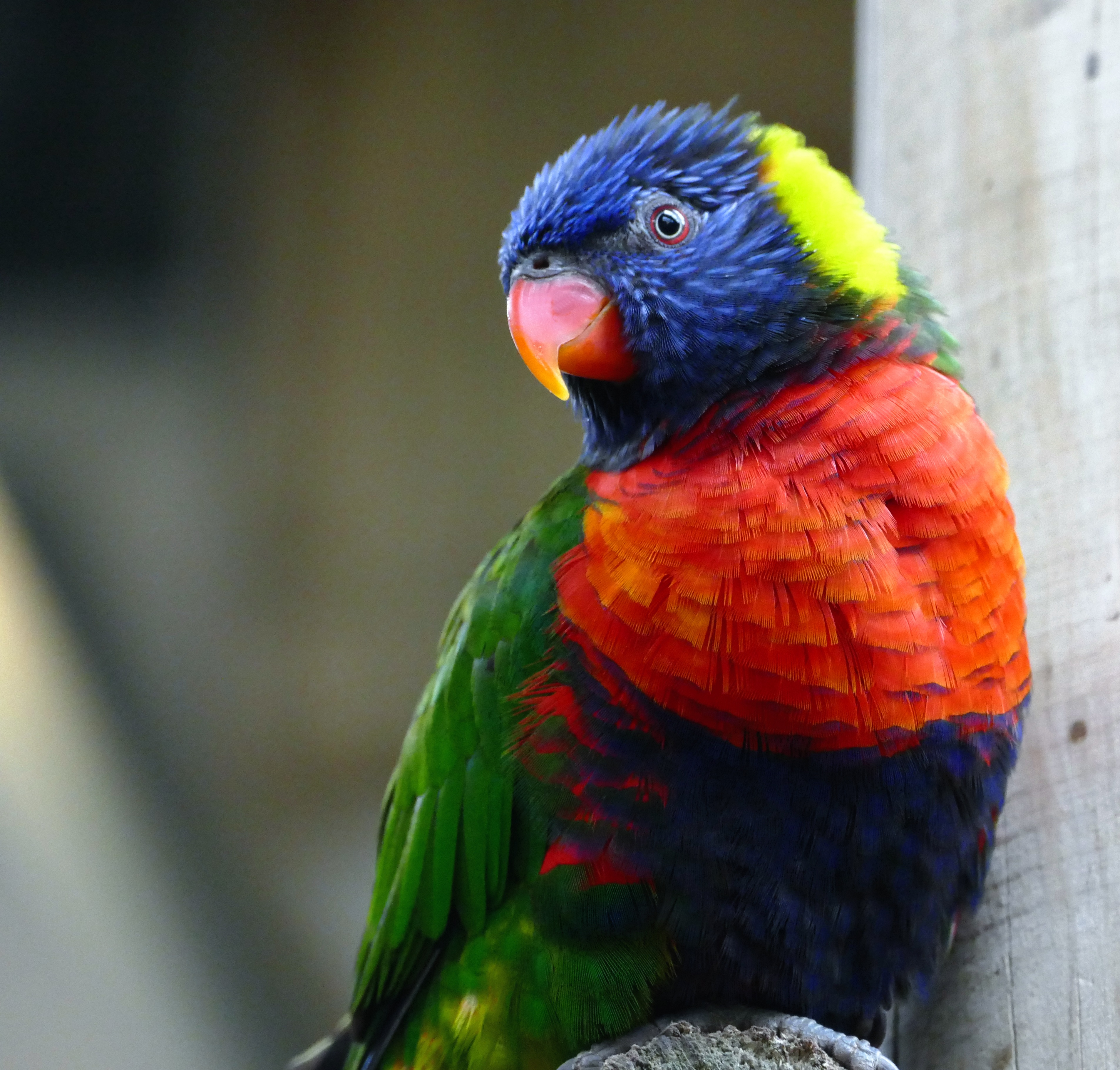 Rainbow Lorikeet Portrait, Animals, Bird, Birds, Colour, HQ Photo