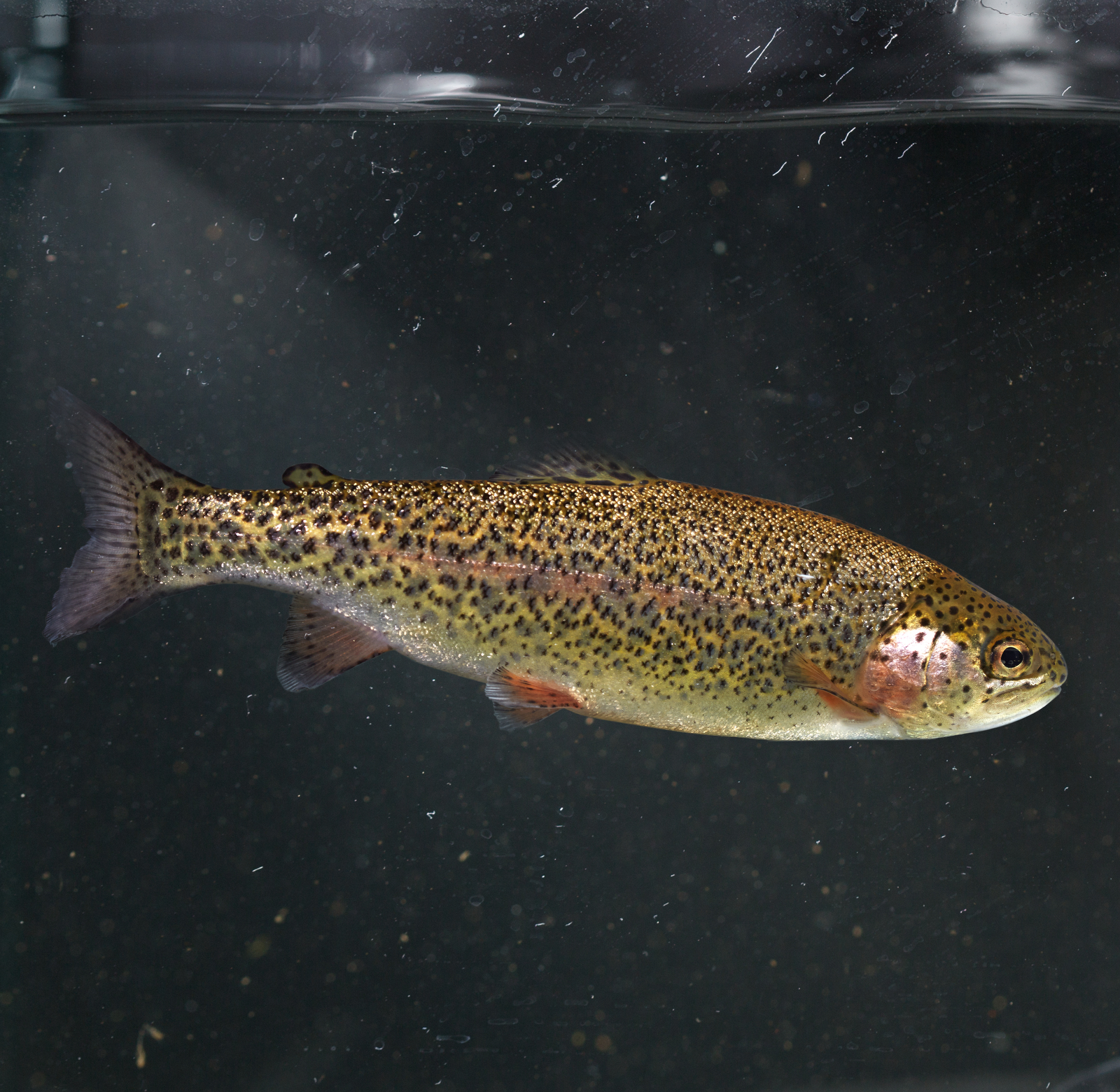Rainbow Trout - 13cm+ - In stock - Woodvale Fish & Lily Farm Perth