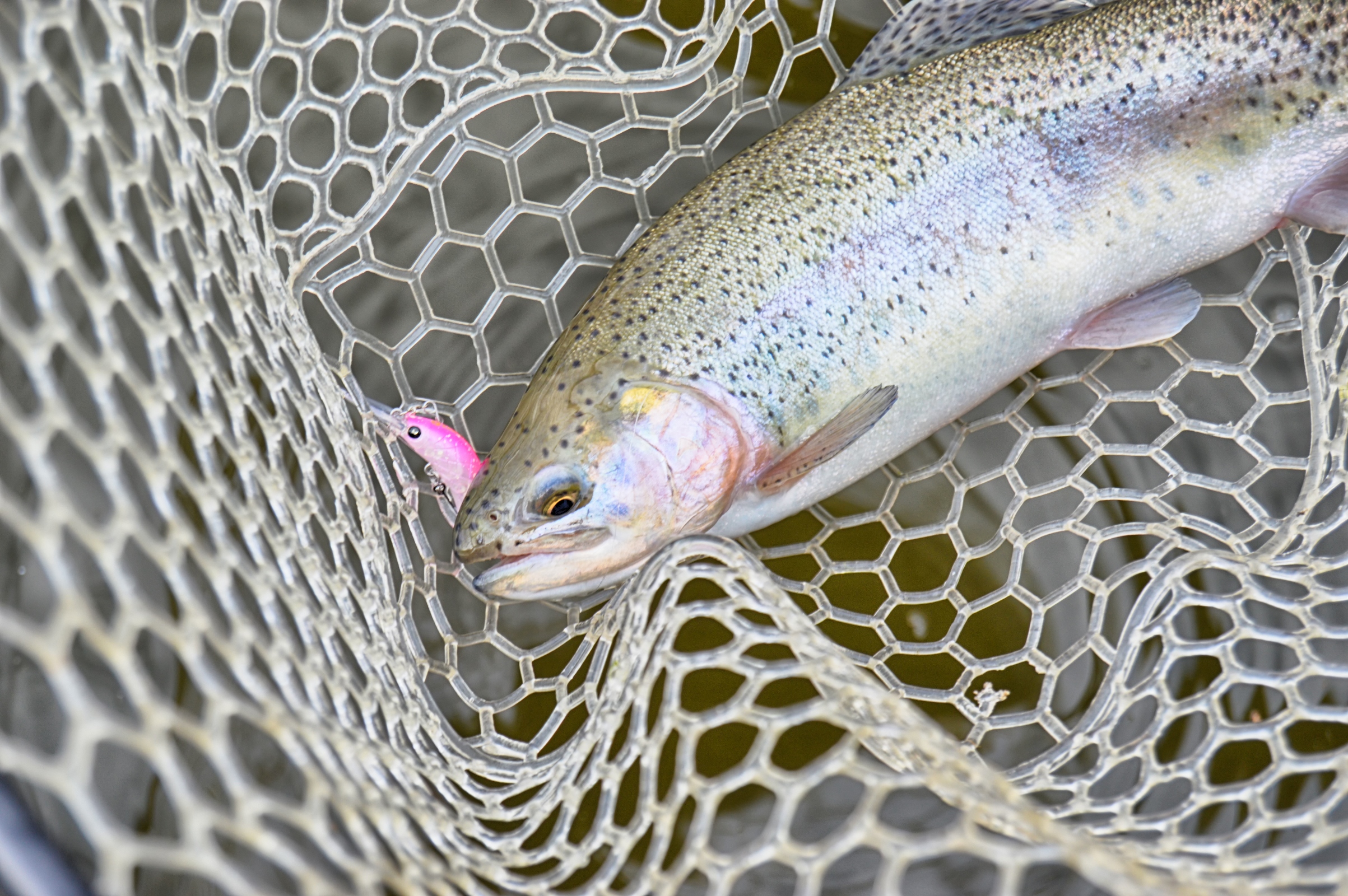 Rainbow trout in landing net photo
