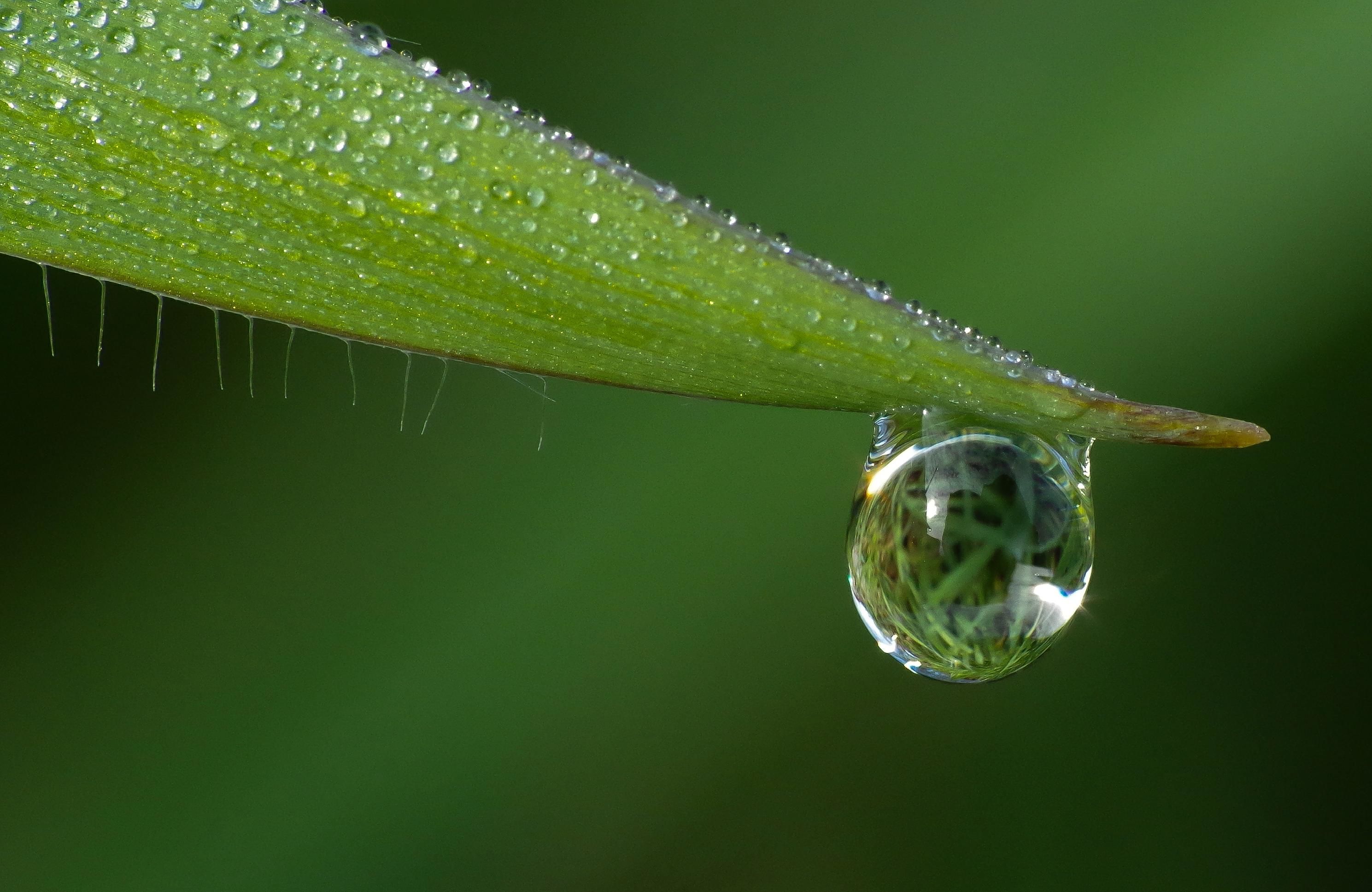 Free picture: rain, dew, leaf, droplet, nature, raindrop, wet, macro