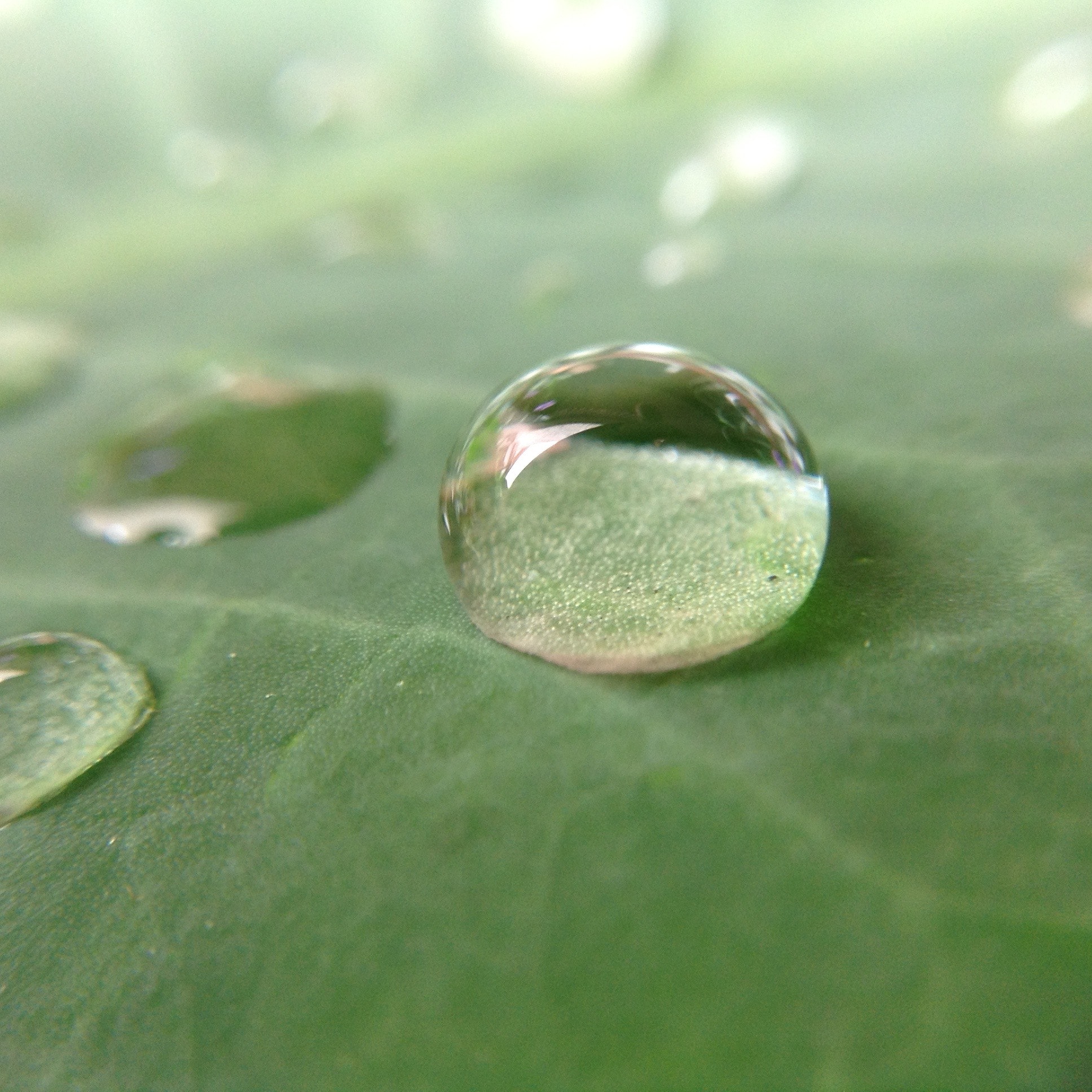 Free stock photo of drop of water, leaf, raindrop