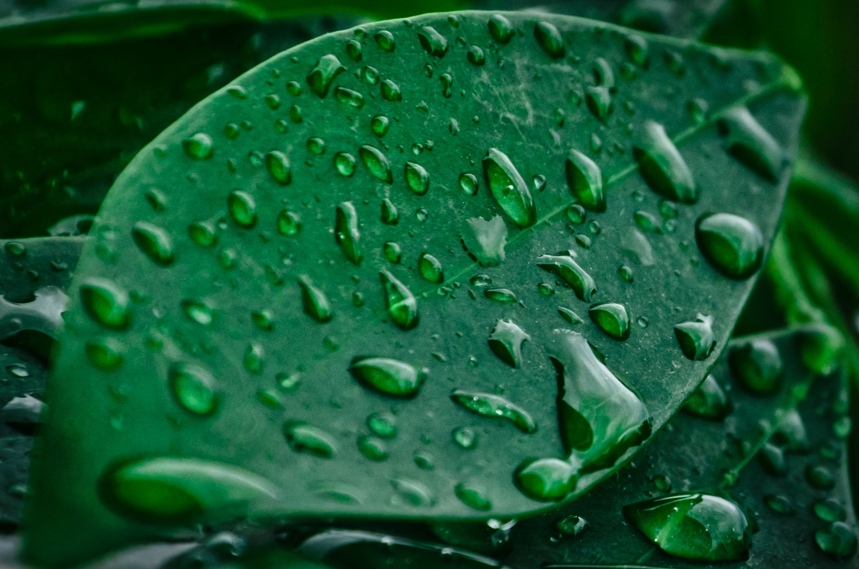 Raindrop leaf by Leoric777 | Rain | Pinterest | Leaves