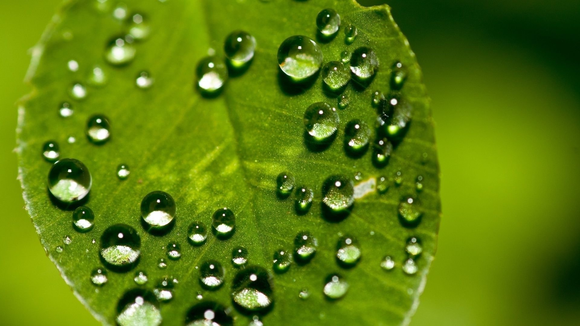 Raindrops On A Green Leaf 834705 - WallDevil