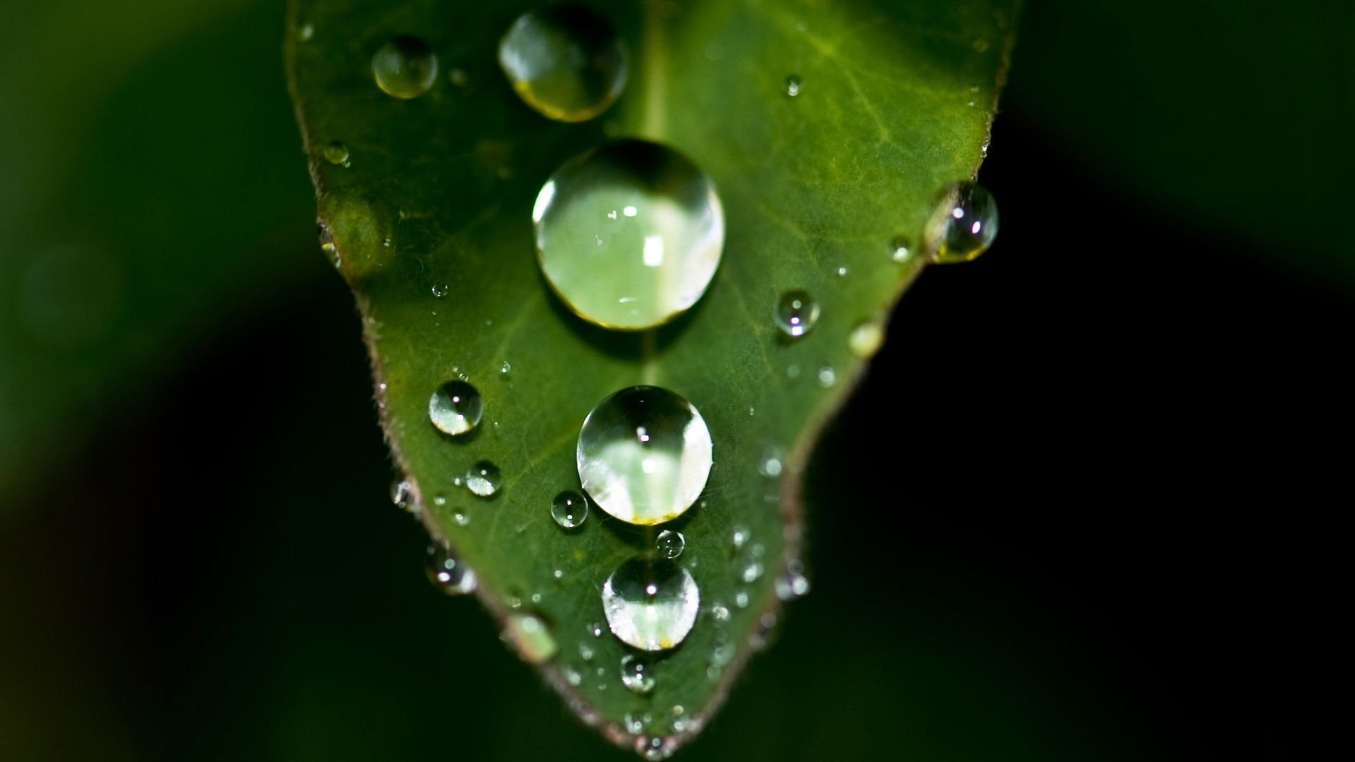 Raindrops On A Leaf 348552 - WallDevil