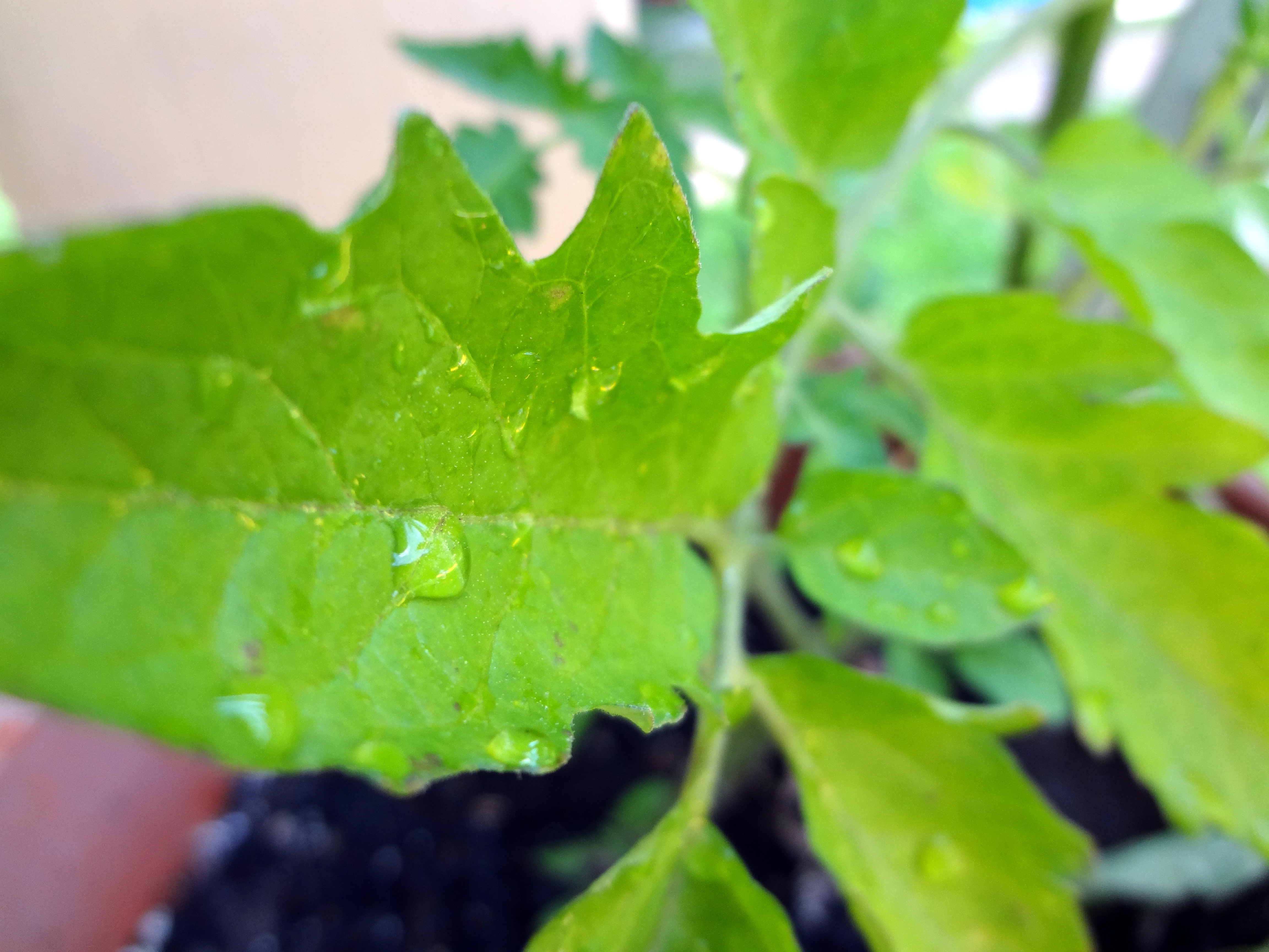 Raindrop leaf photo