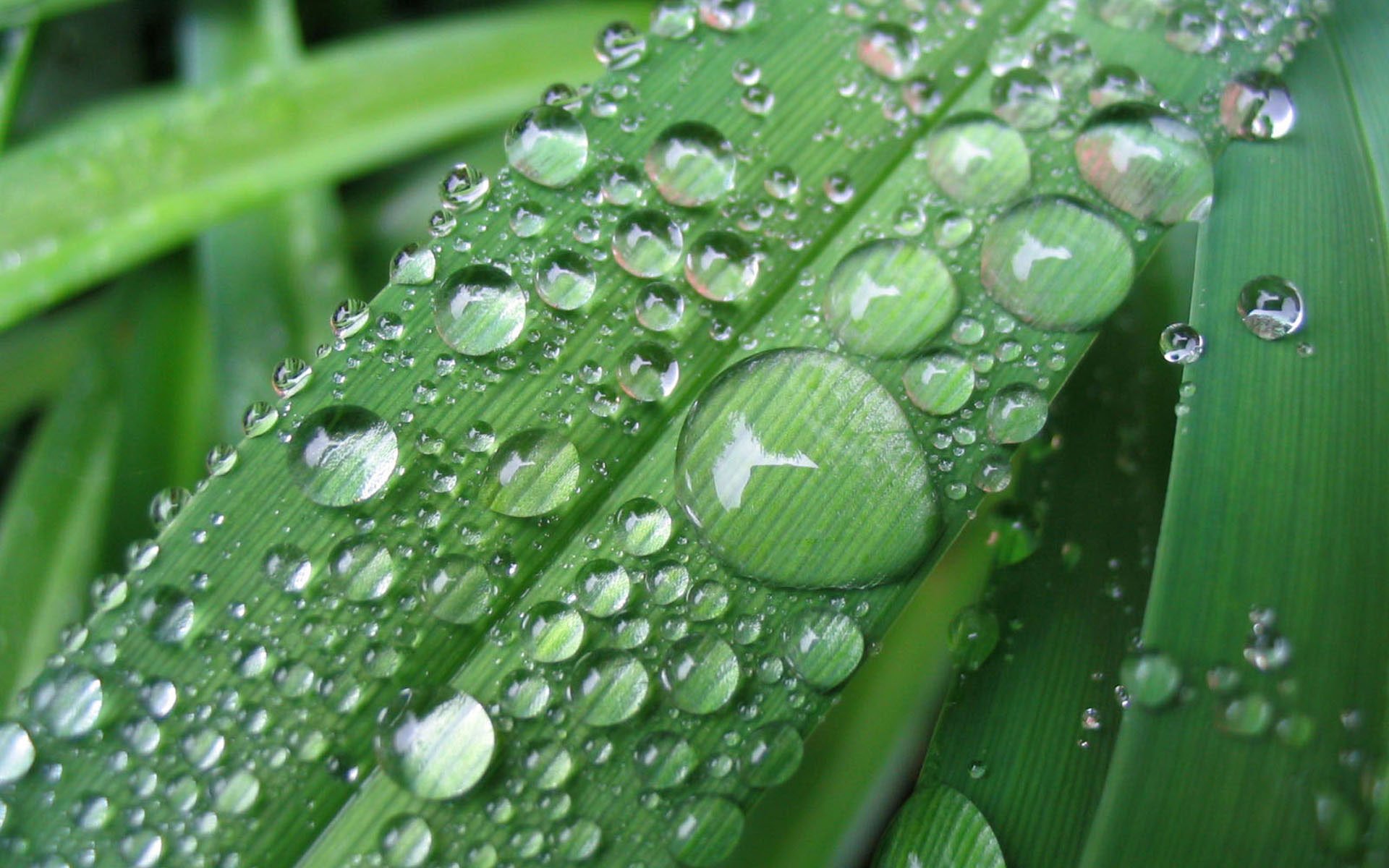 Raindrops On Grass 233979 - WallDevil